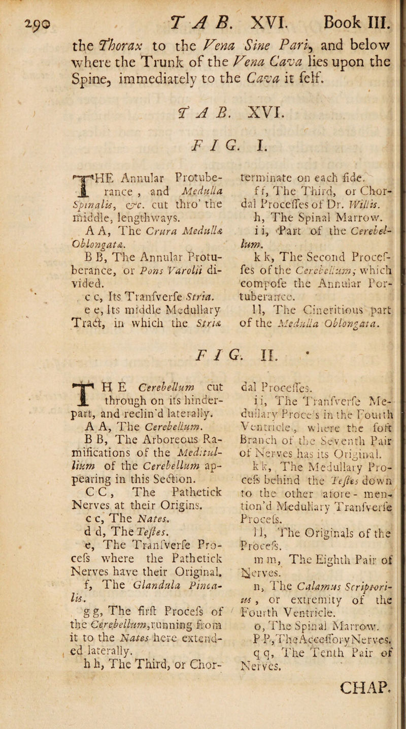 the 'thorax to the Vena Sine Pari, and below where the Trunk of the Vena Cava lies upon the Spine, immediately to the Cava it felf. t A B. XVI. F I G. I. THE Annular Protube¬ rance , and Medulla Spinalis, c?c. cut thro’ the middle, lengthways. A A, The Crura Medulla Oblongata. B B, The Annular Protu¬ berance, or Pons Varolii di¬ vided. c c, Its Tranfverfe Stria. e e, Its middle Medullary Trad, in which the Stria terminate on each fide. f f, The Third, or Chor¬ dal Proceffes of Dr. Willis. h, The Spinal Marrow, i i, Tart of the Cerebel¬ lum. kk, The Second Procef- fes of th e Cerebellum; which compofe the Annular Por- tuberance. 11, The Cineritious part of the Medulla Oblongata. F I G. II. TH E Cerebellum cut through on its hinder- part, and reclin’d laterally. A A, The Cerebellum. B B, The Arboreous Pva- mideations of the Meditid- lium of the Cerebellum ap¬ pearing in this Section. C C, The Pathetick Nerves at their Origins, c c, The Nates. d d, The Tefles. e, The Tranfverfe Pro- cefs where the Pathetick Nerves have their Original, f, The Glandula Pinea- Us. gg, The firft Procefs of the Cerebellum,cunning from it to the Nates here extend¬ ed laterally. h h, The Third, or Chor¬ dal Proceiles. ii, The Tranfverfe Me¬ dullary Proce's in the Fouith Ventricle, where the foft Branch of the Seventh Pair of Nerves has its Original. kk, The Medullary Pro¬ ce ft behind the Tefles down to the other afore - men¬ tion’d Medullary Tranfverfe Procets. 11, The Originals of the Procefs. m m, The Eighth Pair of Nerves. n. The Calamus Scrip tor i- tfs, or extremity of the Fourth Ventricle. o, The Spinal Marrow. PIV E h e Accelfory Nerves. qq. The Tenth Pair of Nerves.