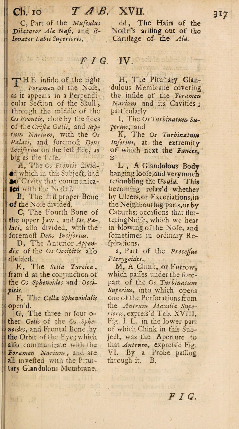 Ch. io TAB. C, Part of the Mufculus ! Dilatator Ala Nafi, and E- ■ levator Labii Superioris. j rTl H E infide of the right Foramen of the Nofe, : as it appears in a Perpendi- , cular Section of the Skull, r through the middle of the Os Frontis, clofe by the Tides 1 of the Crifta Galli, and Sep- j turn Narium, with the Os Palati, and foremoft Dens Inc ifo rim on the left fide, as big as the Life./ ! A, The Os Frontis uivid- 1 #d which in this Subjedi, had ! Be Cavity that communica¬ ted with the Noltril. B, The Hill proper Bone of the Note divided. C, The Fourth Bone of the upper Jaw , and Os Pa- • latiy alfo divided, with the foremofi Dens lnciforim. D, The Anterior Appen¬ dix of the Os Occipitk alfo divided. E, The Sella Turcica, fram’d at the conjunction of i the Os Sphenoides and Occi- ] fit is. F, The Celia Sphenoidalis c open’d. G, The three or four o- i ther Cells of the Os Sphe- i noidesy and Frontal Bone by the Orbit of the E'.ye; which alfo communicate with the Foramen Narium, and are all inverted with the Pitui- ! tary Glandulous Membrane. XVII. dd, The Hairs of the Noftrils arifing out of the Gartilage of the Ala. IV. H. The Pituitary Gian- dulous Membrane covering the infide of the Foramen Narium and its Cavities particularly I, The Os Turbinatum Su¬ per im, and K, The Os Turbinatum Inferimt at the extremity of which next the Fauces, is L , A Glandulous Body hanging loofe,and verymuch rdembling the Uvula. This becoming relax’d whether by Ulcers,or Excoriations,in the Neighbouring parts,or by Catarrhs; occalions that flut- texingNoife, which we hear in blowing of the Nofe, and fometimes in ordinary Re- fpirations. a, Part of the Procejfm Pterygoides., M, A Chink, or Furrow, which partes under the fore¬ part of the Os Turbinatum Superim, into which opens one of the Perforations from the Antrum Maxilla Supe¬ riority exprefs’d Tab. XVIIL Fig. I. L, in the lower part of which Chink in this Sub¬ ject,. was the Aperture to that Antrum, exprefs’d Fig. VI. By a Probe palling through it. B. FIG.