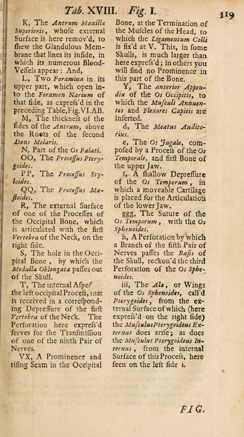 I Tdb.XVIII. Fig. t K, The Antrum Maxilla SUperioris, whole external Surface is here remov’d, to (hew the Glandulous Mem¬ brane that lines its infide, in which its numerous Blood- VdTels appear: And, L, Two Foramina in its upper part, which open in¬ to the Foramen Narium of that fide, as exprefs’d in the preceding Table,Fig.VLAB. M, The thicknefs of the iides of the Antrum, above the Ro®ts of the fecond JDens Molaris. N, Part of the Os PalatL OO, The ProceJJus Ptery- goides. P P, The Procejfus Sty- loides. QQ, The Procejfus Ma- fioldes. R, The external Surface of one of the Procefies of the Occipital Bone, which is articulated with the firlh Vertebra of the Neck, on the right fide. S, The hole in the Occi¬ pital Bone , by which the Medulla Oblongata pafies out of the Skull. T, The internal Afpef the left occipital Procefs, mat is received in a correfpond- ing Depreflure of the firft Vertebra of the Neck. The Perforation here exprefs’d ferves for the Tranfmiflion of one of the ninth Pair of Nerves. VX, A Prominence and rifing Seam in the Occipital Bone, at the Termination of the Mufcles of the Head, to which the Ligamentum Colli is fix'd at V. This, in fome Skulls, is much larger than here exprefs’d; in others you will find no Prominence in this part of the Bone. Y? The anterior Appen¬ dix of the Os Occipitisy to which the Mufculi Annuen- tes and Flexores Capitis are inferted. d, The Meatus Audito- rius. e, The Os Jugale, com- pofed by a Procefs of the Os Temporal, and firft Bone of the upper Jaw. f, A lhallow Depreflure of the Os Tempo rum, in which a moveable Cartilage is placed for the Articulation of the lower Jaw. ggg, The Suture of the Os Temporum, with the Os Spbenoides. h, A Perforation by which a Branch of the fifth Pair of Nerves pafies the Bafis of the Skull, reckon’d the third Perforation of the Os Sphe- noides. iii. The Ah, or Wings of the Os Sphenoids, call’d Pterygoides, from the ex¬ ternal Surface of which (here exprefs’d on the right fide) the MufculusPterygoideus Ex- ternus does arife; as does the Mufcuius Pterygoideus In- ternus, from the internal Surface of this Procefs, here feen on the left fide i. pi a.