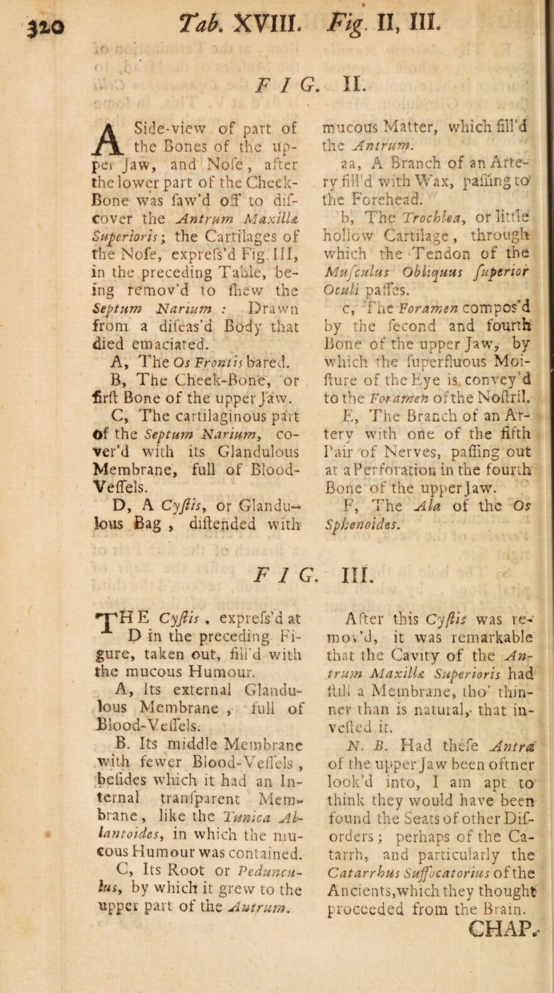 Tab. XVIII. FIG. A Side-view of part of the Bones of the Up¬ per Jaw, and Nofe, after the lower part of the Cheek- Bone wras faw’d o:T to dif- cover the Antrum MaxilU Supcrioris; the Cartilages of the Nofe, exprefs’d Fig. Ill, in the preceding Table, be¬ ing remov’d to fhew the Septum Narium : Drawn from a difeas’d Body that died emaciated. A, The Os Front is bared. B, The Cheek-Bone, or firft Bone of the upper Jaw. C, The cartilaginous part Of the Septum Narium, co¬ ver’d with its Glandulous Membrane, full of Blood- Veffels. D, A Cyflis, or Glandu- lous Bag , difiended with FIG. *T^H E Cyflis , express’d at D in the preceding Fi¬ gure, taken out, fill’d with the mucous Humour. A, Its external Glandu¬ lous Membrane, full of Blood-Vefiels. B. Its middle Membrane with fewer Blood-Vefiels , befides which it had an In¬ ternal transparent Mem¬ brane , like the Tunica Al¬ lantoides, in which the mu¬ cous Humour was contained. C, Its Root or Peduncu- lusy by which it grew to the upper part of the Autrum. Fig. II, in. ii. mucous Matter, which fill’d the Antrum. aa, A Branch of an Arte¬ ry fill’d with Wax, pafiing to' the Forehead. b, The Trochleay or little holiow Cartilage, through which the Tendon of the Mu/cuius Obhquus fuperior Oculi pa fibs. c, The Foramen compos’d by the fecond and fourth Bone of the upper Jaw, by which the fuperfluous Moi- fture of the Eye is convey'd to the Foramen of the Noftrih E, The Branch of an Ar- terv with one of the fifth j Fair of Nerves, paffing out at a Perforation in the fourth Bone of the upper Jaw. F, The Ala of the O* Sphenoides. in. f 1 After this Cyflis' was re¬ mov’d, it was remarkable that the Cavity of the An¬ trum MaxilU Superioris had fill! a Membrane, tho* thin¬ ner than is natural,- that in¬ vented it. N. B. Had thefe Antra of the upper Jaw been oftner look’d into, I am apt to think they would have been found the Seats of other Dis¬ orders ; perhaps of the Ca¬ tarrh, and particularly the Catarrhus Sufflocatorius of the Ancients,which they thought proceeded from the Brain.