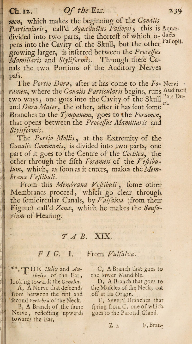 * jl I || ;l ij iii B t If 1 Ch. iz. Of the Ear. men^ which makes the beginning of the Canalis Particularism call’d Aqureduttus Fallofii&gt; this is Aquas- divided into two parts, the fhortefl of which o- _ pens into the Cavity of the Skull, but the other a ioPiL growing larger, is inferted between the Procejjus Mamillaris and Styliformis. Through thefe Ca¬ nals the two Portions of the Auditory Nerves pafs. The Portio Dura, after it has come to the Fo- Nervi • ramenm where the Canalis Particularis begins, runs Auditorii two ways j one goes into the Cavity of the Skull ^atb Du^ and Dura Mater, the other, after it has fent fome Branches to the Fyrnpanumm goes to the Foramen, that opens between the Procejfus Mamillaris and Styliformis. The Portio Mollis, at the Extremity of the Canalis Communism is divided into two parts, one part of it goes to the Centre of the Cochleam the other through the fifth Foramen of the Veftibu- lumm which,, as foon as it enters, makes thzMem-' hr ana Vejlibuli. From this Membrana Veftibuli, fome other Membranes proceed, which go clear through the femicircular Canals, by Falfalva (from their Figure) call’d Zon^m which he makes the Senfo- rium of Hearing. FAB FIG. f. * *, rT' H E Helix and An- thelix of the Ear, looking towards the Concha. A, A Nerve that defcends from between the firft and fecond Vertebra of the Neck. B, A Branch of the fame Nerve, reflecting upwards towards the Ear, Hi . XIX. From Valfalva. C, A Branch that goes to the lower Mandible. D, A Branch that goes to the Mufcles of the Neck, cut off at its Origin. E, Several Branches that fpring from C, one of which goes to the Parotid Gland. Z 2 F3 Bran-