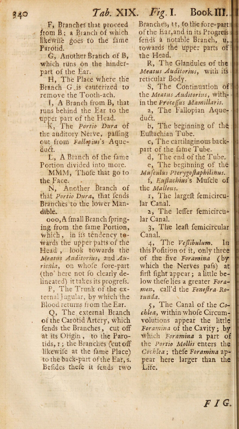 Tab. XIX. F, Branches that proceed from B ; a Branch of which likewiie goes to the fame Parotid. G, Another Branch of B, ■which runs on the hinder- part of the Ear. H, The Place where the Branch G.is cauterized to remove the Tooth-ach. I, A Branch from B, that runs behind the Ear to the tipper part of the Head. K, The Portio Dura of the auditory Nerve, palling out from Fallopius'$ Aque¬ duct. L, A Branch of the fame Portion divided into more. MMM, Thofe that go to the Face. N, Another Branch of that Portio Duray that fends Branches to the lower Man¬ dible. ooo, A Irnall Branch fpring- ing from the fame Portion, ■which , in its tendency to¬ wards the upper pahs of the Head , look towards the Meatus Auditor'ius, and Au¬ ricula, on whole fore-part (th©’ here not fo clearly de¬ lineated) it takes its progrefs. P, The Trunk of the ex¬ ternal Jugular, by which the Blood returns from the Ear. Q, The external Branch of the Carotid Artery, which fends the Branches, cut off at its Origin , to the Paro¬ tids, r; the Branches (cut off likewiie at the fame Place) to the back-part of the Ear, s. Bdides thefe it fends two Fig. I. Book III. Branches, tt, to the fore-part of the Ear,and in its Progreis fends a notable Branch, u, towards the upper parts of \ the Head. R, The Glandules of the Meatus Auditorius, with its reticular Body. S, The Continuation of the Meatus Audit orius, with¬ in the Procejfus Mamdlaris. a, The Fallopian Aque¬ duct. b, The beginning of the Euftachian Tube. c, The cartilaginous back- r; part of the fame Tube. d, The end of the Tube. e, The beginning of the Mufculus Pterygoflaphilinus. f, Euftachius s Mufcle of the Malleus. r, The largeft femicircu- lar Canal. 2, The leffer femicircu* lar Canal. 3, The leaft femicircular Canal. 4, The Vejllbulum. In this Pofition of it, only three of the five Foramina (by* which the Nerves pafs) at firft fight appear; a little be¬ low thefe lies a greater Fora¬ men, call’d the Feneftra Ro¬ tunda. \ 5, The Canal of the Co¬ chlea, within whofe Circum¬ volutions appear the little Foramina of the Cavity; by which Foramina a part of the Portio Mollis enters the Cochlea; thefe Foramina ap¬ pear here larger than the Life.