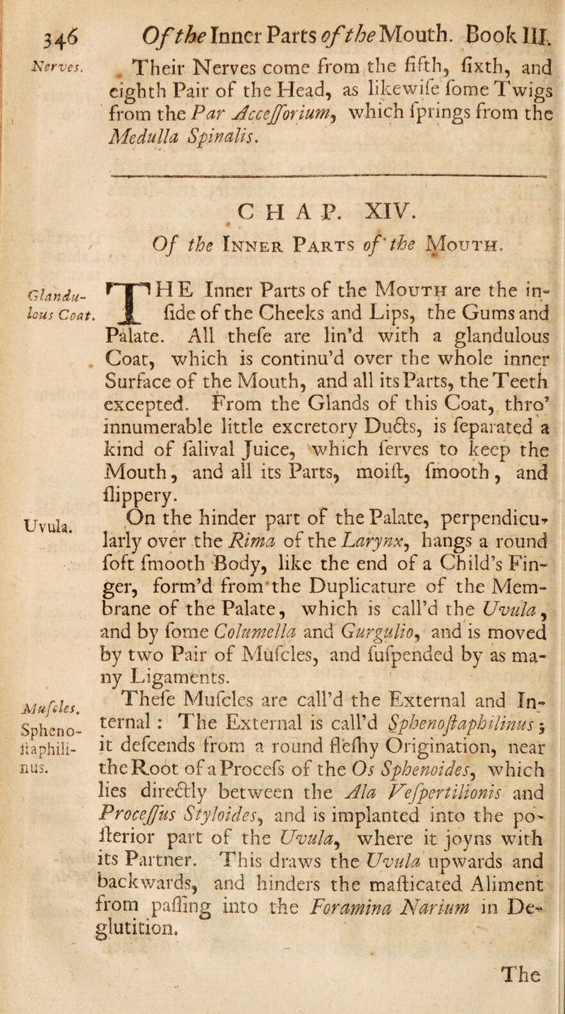 Nerves. , Their Nerves come from the fifth, fixth, and eighth Pair of the Head, as likewife fome Twigs from the Par JcceJJ'orium, which fprings from the Medulla Spinalis. C FI A P. XIV. Of the Inner Parts of' the Mouth. Glaniu- H E Inner Parts of the Mouth are the in- lous Coat. jL fide of the Cheeks and Lips, the Gums and Palate. All thefe are lin’d with a glandulous Coat, which is continu’d over the whole inner Surface of the Mouth, and all its Parts, the Teeth excepted. From the Glands of this Coat, thro’ innumerable little excretory Dudts, is feparated a kind of falival Juice, which ferves to keep the Mouth, and all its Parts, moiit, fmooth , and flippery. On the hinder part of the Palate, perpendicur larly over the Rima of the Larynx, hangs a round foft fmooth Body, like the end of a Child’s Fin¬ ger, form’d from the Duplicature of the Mem¬ brane of the Palate, which is call’d the Uvula, and by fome Columella and Gurgulio, and is moved by two Pair of Mufcles, and fufpended by as ma¬ ny Ligaments. Thefe Mufcles are call’d the External and In¬ ternal : The External is call’d Sphenoflaphilinus, it defeends from a round flefhy Origination, near the Root of aProcefs of the Os Sphenoides, which lies directly between the Ala Vefpertilionis and ProceJJus Styloides, and is implanted into the po- fterior part of the Uvula, where it joyns with its Partner. This draws the Uvula upwards and backwards, and hinders the maflicated Aliment from paffing into the Foramina Narium in De¬ glutition, Uvula. Mufcles. Spheno- ltaphili- nus.