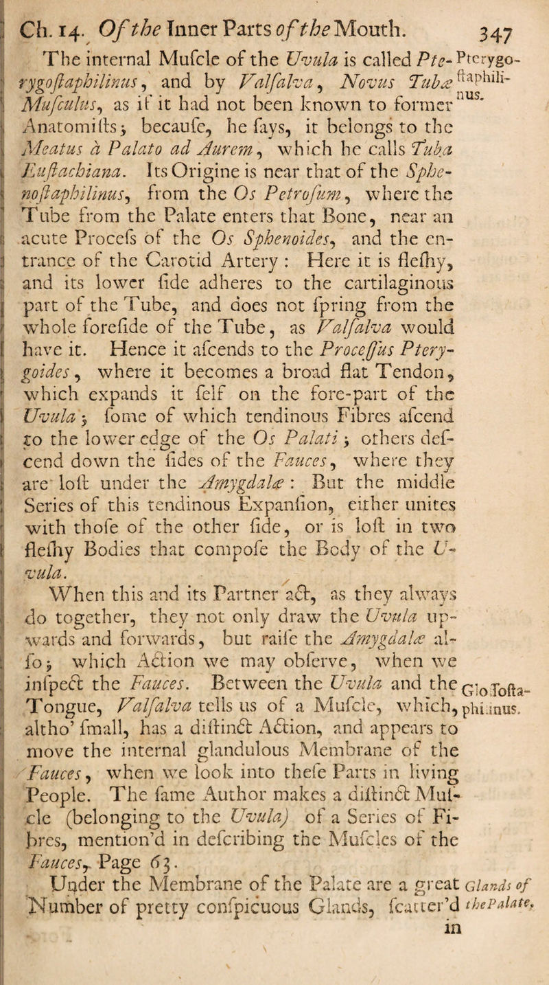 The internal Mufcle of the Uvula is called P/y-Pterygo- rygoflaphilinus, and by Ualfalva, Novus Tubue Mufculus, as if it had not been known to former‘‘us~ Anatomifts&gt; becaufe, he fays, it belongs to the Meatus a Palato ad Aurem, which he calls Pub a Eufiachiam. ItsOrigine is near that of the 5^/^- nofta-philinus, from the Ch Pctrofum, where the Tube from the Palate enters that Bone, near an acute Procefs of the Os Sphenoides, and the en¬ trance of the Carotid Artery : Here it is flefhy, and its lower tide adheres to the cartilaginous part of the Tube, and does not fpring from the I whole forehde of the Tube, as Ualfalva would have it. Hence it afeends to the Procefus Ptery- goides, where it becomes a broad flat Tendon, which expands it feif on the fore-part of the Uvula 5 fome of which tendinous Fibres afeend to the lower edge of the Os Palati &gt; others deft cend down the tides of the Fauces, where they are lolf under the Amygdala : But the middle Series of this tendinous Expanlion, either unites with thole of the other fide, or is loft in two flefny Bodies that compofe the Body of the U- vula. When this and its Partner aft, as they always do together, they not only draw the Uvula up¬ wards and forwards, but raife the Amygdalae al¬ io j which Action we may obferve, when we infpeft the Fauces. Between the Uvula and the Glololia- Tongue, Ualfalva tells us of a Mufcle, which, phiiinus. altho’ fmall, has a diftinft Aftion, and appears to move the internal glandulous Membrane of the Fauces, when we look into thefe Parts in living People. The fame Author makes a diftinft Mut- cle (belonging to the Uvula) of a Series of Fi¬ bres, mention’d in deferibing the Mufclcs of the Faucesy Page &lt;&gt;3. Under the Membrane of the Palate are a great Glands of Number of pretty confpicuous Glands, fcatter’d the Palate, in