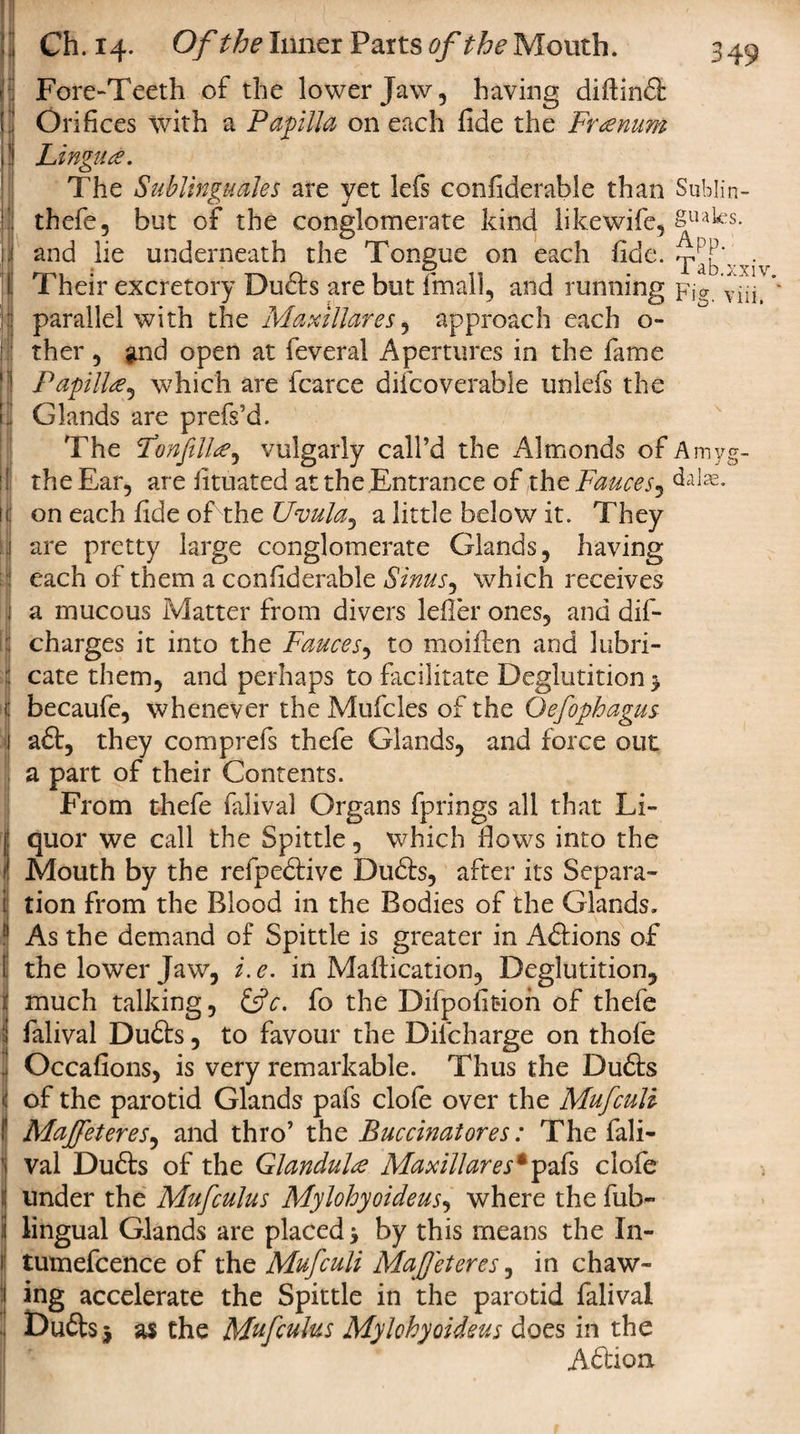 ( XIV. viii. Ch. 14. Of the Inner Parts of the Mouth. Fore-Teeth of the lower Jaw, having diflinft Orifices with a Papilla on each fide the Frcenum Lingua. The Sublinguales are yet lefs confiderable than Sublin- thefe, but of the conglomerate kind likewife, SuaIcs- and lie underneath the Tongue on each fide. T^'v Their excretory Dufts are but fmall, and running pi parallel with the Maxillares, approach each o- ther , and open at feveral Apertures in the fame Papilla^ which are fcarce difcoverable unlefs the Glands are prefs’d. The FonfilU^ vulgarly call’d the Almonds of Amyg- the Ear, are iituated at the Entrance of the Fauces, &lt;klae. on each fide of the Uvula, a little below it. They are pretty large conglomerate Glands, having each of them a confiderable Sinus, which receives a mucous Matter from divers lefler ones, and dis¬ charges it into the Fauces, to moiften and lubri¬ cate them, and perhaps to facilitate Deglutition $ becaufe, whenever the Mufcles of the Oefophagus aft, they comp refs thefe Glands, and force out a part of their Contents. From thefe falival Organs fprings all that Li¬ quor we call the Spittle, which Hows into the Mouth by the refpeftive Dufts, after its Separa¬ tion from the Blood in the Bodies of the Glands. As the demand of Spittle is greater in Aftions of the lower Jaw, i. e. in Maftication, Deglutition, much talking, &amp;c. fo the Difpofit-ion of thefe falival Dufts, to favour the Difcharge on thofe Occafions, is very remarkable. Thus the Dufts of the parotid Glands pafs clofe over the Mufculi Majfeteres, and thro’ the Buccinatores: The fali¬ val Dufts of the Glandule Maxillares * pafs clofe under the Mufculus Mylohyoideus, where the fub- lingual Glands are placed y by this means the In- tumefcence of the Mufculi Mafeteres, in chaw¬ ing accelerate the Spittle in the parotid falival Dufts 5 as the Mufculus Mylohyoideus does in the Aftion