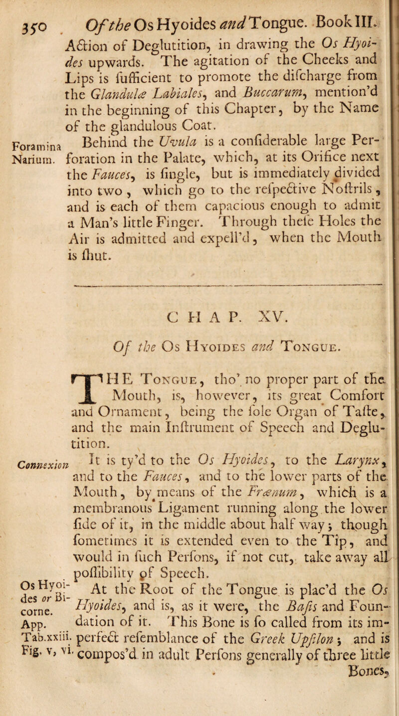 Aftion of Deglutition, in drawing the Os Hyoi¬ des upwards. The agitation of the Cheeks and Lips is fufficient to promote the difcharge from the Glandula Labiales, and Buccarum, mention’d in the beginning of this Chapter, by the Name of the glandulous Coat. Foramina Behind the Uvula is a confidcrable large Per- Narium. foration in the Palate, which, at its Orifice next the Fauces, is Angle, but is immediately divided into two , which go to the refpeftive Noftrils, and is each of them capacious enough to admit a Man’s little Finger. Through thele Holes the Air is admitted and expell’d, when the Mouth is iliut. C H A P. XV. Of the Os Hyoides and Tongue. T 1HE Tongue, tho’ no proper part of the Mouth, is, however, its great Comfort and Ornament, being the foie Organ ofTafte, and the main Inftrument of Speech and Deglu¬ tition. Connexion !t is ty’d to the Os Hyoides, to the Larynx, and to the Fauces, and to the lower parts of the. Mouth, by means of the Free mm, which is a membranous Ligament running along the lower fide of it, in the middle about half way; though fometimes it is extended even to the Tip, and would in fuch Perfons, if not cut, take away all poflibility pf Speech. OsHyoi- tjie oot 0p the Tongue is plac’d the Oj corne. Hyoides ^ and is, as it were, the Bafis and Foun- App. dation of it. This Bone is fo called from its im- Tab.xxiii. perfect refemblance of the Greek Upfilon * and is Lg, v, vi. compos’d in adult Perfons generally of three little Hones-*
