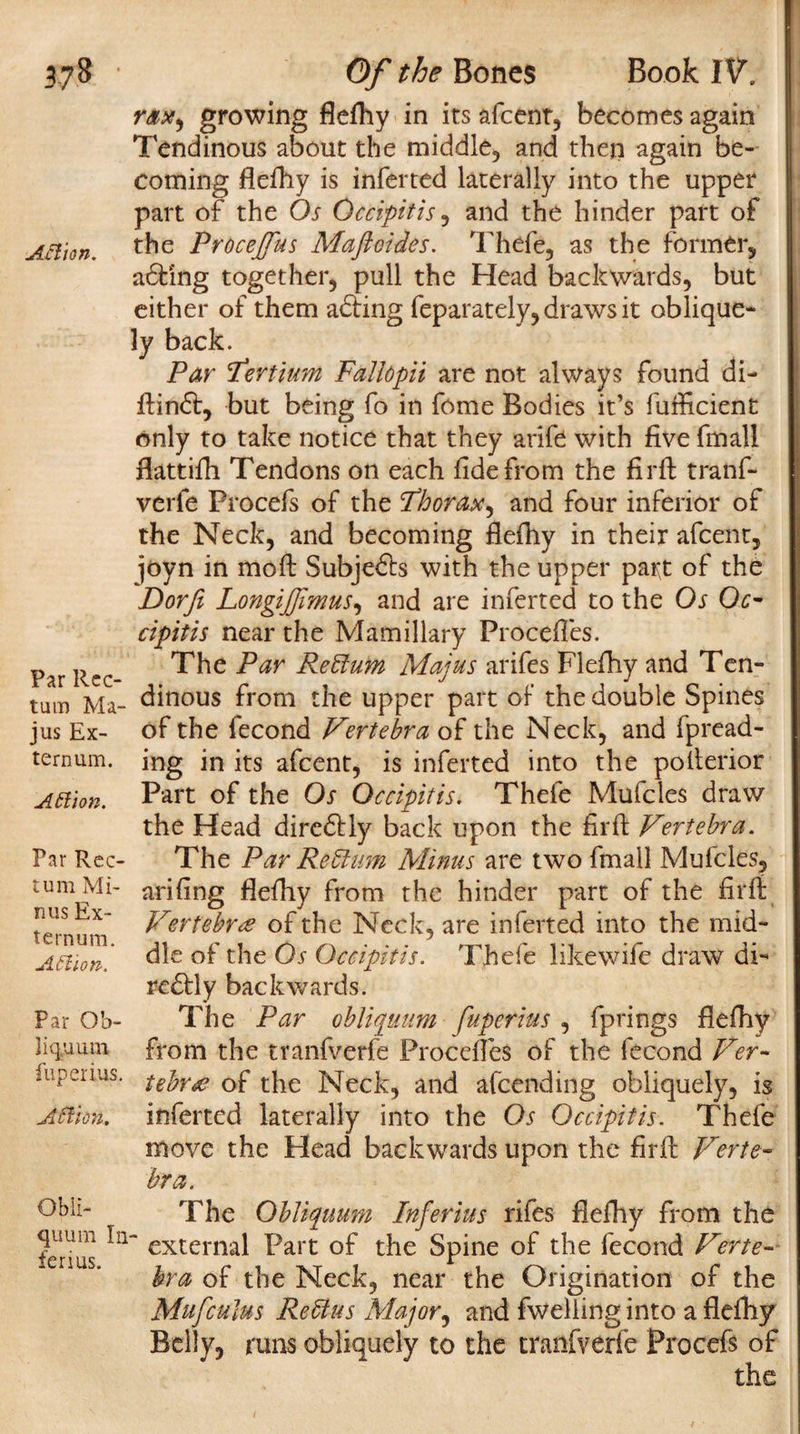 3-7 8 • Aflion. Far Rec¬ tum Ma- jus Ex¬ ternum. Attion. Par Rec¬ tum Mi¬ nus Ex¬ ternum. AH i on. Par Ob- ]iqjuutn fup er ius. Affion. Obii- quum In ferius. Of the Bones Book IV. rax, growing flefhy in its afeent, becomes again Tendinous about the middle, and then again be¬ coming flefhy is inferted laterally into the upper part of the Os Occipitis, and the hinder part of the Proceffus Mafttides. Thefe, as the former, adfing together, pull the Head backwards, but either of them adiing feparately, draws it oblique¬ ly back. Par Pertium Fallopii are not always found di- ftindt, but being fo in fome Bodies it’s fufficient only to take notice that they arife with five fmall flattifh Tendons on each fide from the fir A: tranf- verie Procefs of the Phorax^ and four inferior of the Neck, and becoming flefhy in their afeent, joyn in mo ft Subjedts with the upper part of the Dorfi LongiJJimus, and are inferted to the Os Oc¬ cipitis near the Mamillary Proceft'es. The Par Rettum Majus arifes Flefhy and Ten¬ dinous from the upper part of the double Spines of the fecond Vertebra of the Neck, and fpread- ing in its afeent, is inferted into the polterior Part of the Os Occipitis. Thefe Mufcles draw the Head dircdtly back upon the fir ft Vertebra. The Par Re Rum Minus are two fmall Mufcles, arifing flefhy from the hinder part of the firft Vertebra of the Neck, are inferted into the mid¬ dle of the Os Occipitis. Thefe likewife draw di- redfly backwards. The Par obliquum fuperius , fprings flefhy from the tranfverfe Procefles of the fecond Ver¬ tebra of the Neck, and afeending obliquely, is inferted laterally into the Os Occipitis. Thefe move the Head backwards upon the firft Verte¬ bra. The Obliquum Infer ius rifes flefhy from the external Part of the Spine of the fecond Verte¬ bra of the Neck, near the Origination of the Mufculus ReUus Major, and fweliing into a flefhy Belly, runs obliquely to the tranfverfe Procefs of the