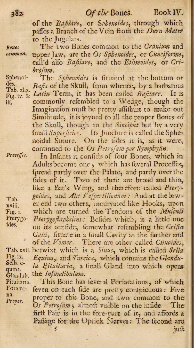 382- Bones common. Sphenoi- des. Tab. xlix. Fig. iv. & iii. Proccjfes. Tab. xviii. Fig. i. Pterygo- idcs. Tab. xvii. Fig. ix. Sella e- quina. Gian dula Pituitaria. Forami¬ na. Proper. Of the Bones. Book IV. of the Bafilare, or Sphenoides, through which pafles a Branch of the Vein from the Dura Mater to the Jugulars. The two Bones common to the Cranium and upper Jaw, are the Os Sphenoidss1 or Cuneiforms, call’d alfo Bafilare, and the Ethmoides, or Cri- hrofum. The Sphenoides is fituated at the bottom or Bafts of the Skull, from whence, by a barbarous Latin Term, it has been called Bafilare. It is commonly refcmbled to a Wedge, though the Imagination mu ft be pretty aftiftant to make out Similitude, it is joyned to all the proper Bones of the Skull, though to the Sinciput but by a very fmall Superficies. Its Juncture is called the Sphe¬ noidal Suture. On the iides it is, as it were, continued to the'Or Petrofiumper Symphyfim. In Infants it conftfts of four Bones, which in Adults become one s which hasfeveral ProcefTes, fpvcad partly over the Palate, and partly over the fides of it. Two of thefe are broad and thin, like a Bat’s Wing, and therefore called Ptery- goides, and Ala Vefpertilionum: And at the low¬ er end two others, incurvated like Hooks, upon which are turned the Tendons of the MuficuU Pterygofiaphilini: Bed des which, is a little one on its outlide, fomewhat refcmbling the Crifia Gallic fituare in a fmall Cavity at the farther end of the Vomer. There are other called CUnoides, betwixt which is a Sinus, which is called Sella Equina, and Purcica, which contains theGlandu- la Pituitaria, a fmall Gland into which opens the Infundibulum. This Bone has fcveral Perforations, of which feven on each ftde are pretty confpicuous : Five proper to this Bone, and two common to the Os Petrofium y aim oft viftble on the in fide. The firft Pair is in the fore-part of it, and affords a Fafiage for the Optkk Nerves: The iecond are 5 juft