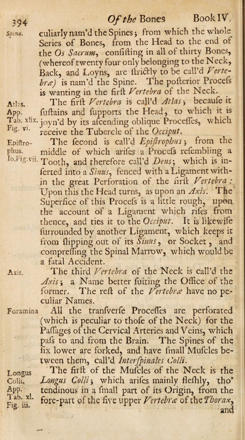 Spina. Atlas. App. Tab. xlix. Fig. vi. Epiftro- phus. Ib.Fi g.Vll. Axis. Foramina Longus Colli, Tab. xl Fig. iii. Of the Bones Book IV. culiarly nam’d the Spines from which the whole Series of Bones, from the Head to the end of the Os Sacrum, confiding in all of thirty Bones, (whereof twenty four only belonging to the Neck, Back, and Loyns, are firidly to be call’d Verte¬ bra) is nam’d the Spine. The pofterior Frocefs is wanting in the firfi Vertebra of the Neck. The firfi: Vertebra is call’d Atlas} becaufe it fuftains and fupports the Head, to which it is joyn’d by its afcending oblique Procelles, which receive the Tubercle of the Occiput. The fecond is call’d Epiftrophus $ from the middle of which ariies a Procefs refembling a Tooth, and therefore call’d Dens\ which is in¬ ferred into a Sinus, fenced with a Ligament with¬ in the great Perforation of the firfi: V°.rtebra : Upon this the Head turns, as upon an Axis. The Superfice of this Procefs is a little rough, upon the account of a Ligament which rifes from thence, and ties it to the Occiput. It is likewife furrounded bv another Ligament, which keeps it from Hipping out of its Sinus, or Socket, and compreffing the Spinal Marrow, which would be a fatal Accident. The third Vertebra of the Neck is call’d the Axis\ a Name better fuiting the Office of the former. The reft of the Vertebrae have no pe¬ culiar Names. All the tranfverfe Procefles are perforated (which is peculiar to thofe of the Neck) for the Fafiages of the Cervical Arteries and Veins, which pafs to and from the Brain. The Spines of the fix lower are forked, and have fmall Mufcles be¬ tween them, call’d Interfpinales Colli. The firfi of the Mufcles of the Neck is the Longus Colli, which arifes mainly flefhly, tho’ tendinous in a fmall part of its Origin, from the fore-part of the five upper Vertebra of the thorax, and r**' —