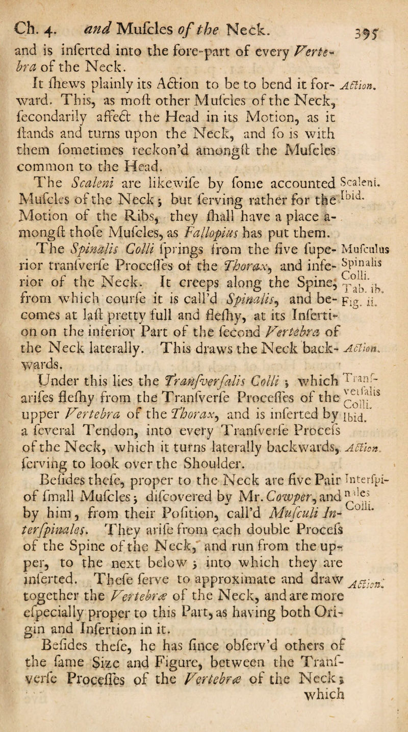 and is inferred into the fore-part of every Verte¬ bra of the Neck. It fhews plainly its AdHon to be to bend it for- Action. ward. This, as mod other Mufcles of the Neck, fecondarily affedf the Head in its Motion, as it Hands and turns upon the Neck, and fo is with them fometimes reckon’d amongd the Mufcles common to the Head. The Scaleni are like wife by fome accounted Scaltni. Mufcles of the Neck y but ferving rather for the ^oi‘^ Motion of the Ribs, they fhall have a place a- mongd thofe Mufcles, as Fallopius has put them. The Spinalis Colli fp rings from the live fupe- Mu foul us rior traniverle Procelfes of the Thorax, and infe- ^nalls rior of the Neck. It creeps along the Spine, from which courfe it is call’d Spinalis, and be- Fig. ii* * comes at lad pretty full and fiefhy, at its Inferti- on on the inferior Part of the fecond Vertebra of the Neck laterally. This draws the Neck back- Action. wards. Under this lies the Tranfoerfalls Colli \ which 1 arifes flefhy from the Tranfverfe Procefies of the upper Vertebra of the Thorax, and is inferred by ibid, a feveral Tendon, into every Tranfverfe Procefs of the Neck, which it turns laterally backwards, Atthn ferving to look over the Shoulder. Beddes thefe, proper to the Neck are five Pair Tnterfpi- of fmall Mufcles* difeovered by Mr*Cowper^and by him, from their Pofition, call’d Mufculi In- ''l* terfpinales. They arifefrom each double Procefs of the Spine of the Neck, and run from the up¬ per, to the next below * into which they are inferred. Thefe ferve to approximate and draw Act;cn- together the Vertebree of the Neck, and are more efpecially proper to this Part, as having both Ori¬ gin and Infertion in it. Befides thefe, he has fince obferv’d others of the fame Size and Figure, between the Tranl- verfe Procedes of the Vertebra of the Neck, which