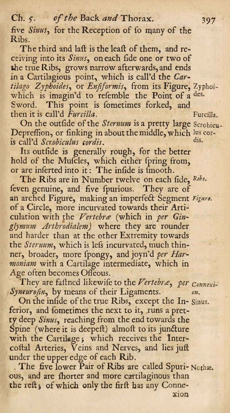 five Sinus ^ for the Reception of fo many of the Ribs. The third and laft is the leaft of them, and re¬ ceiving into its Sinus, on each fide one or two of the true Ribs, grows narrow afterwards, and ends in a Cartilagious point, which is call’d the Car- tilago Zyphoides, or Enfiformis, from its Figure, Zyphoi- whicn is imagin’d to refemble the Point of a ^es* Sword. This point is fometimes forked, and then it is call’d Fur cilia. Furcilla. On the outfide of the Sternum is a pretty large Scrobicu- Depreffion, or finking in about the middle, which ins cor- is call’d Scrobiculus cordis. Its outfide is generally rough, for the better hold of the Mufcles, which either fpring from, or are inferted into it: The infide is fmooth. The Ribs are in Number twelve on each fide, feven genuine, and five fpurious. They are of an arched Figure, making an imperfedt Segment Tigur*. of a Circle, more incurvated towards their Arti¬ culation with the Vertebrae (which in per Gin- glymum Arthrodialem) where they are rounder and harder than at the other Extremity towards the Sternum, which is lefs incurvated, much thin¬ ner, broader, more fpongy, and joyn’d per Har¬ monium with a Cartilage intermediate, which in Age often becomes Ofieous. They are faftncd likewife to the Vertebra, per connexi- Syneuroftn, by means of their Ligaments. on. On the infide of the true Ribs, except the In- Sinus, ferior, and fometimes the next to it, runs a pret¬ ty deep Sinus, reaching from the end towards the Spine (where it is deepeft) almoft to its jun&amp;ure with the Cartilage j which receives the Inter- coftal Arteries, Veins and Nerves, and lies juft under the upper edge of each Rib. . The five lower Pair of Ribs are called Spuri- Nothse* ous, and are fhorter and more cartilaginous than the reft* of which only the firft has any Conne¬ xion
