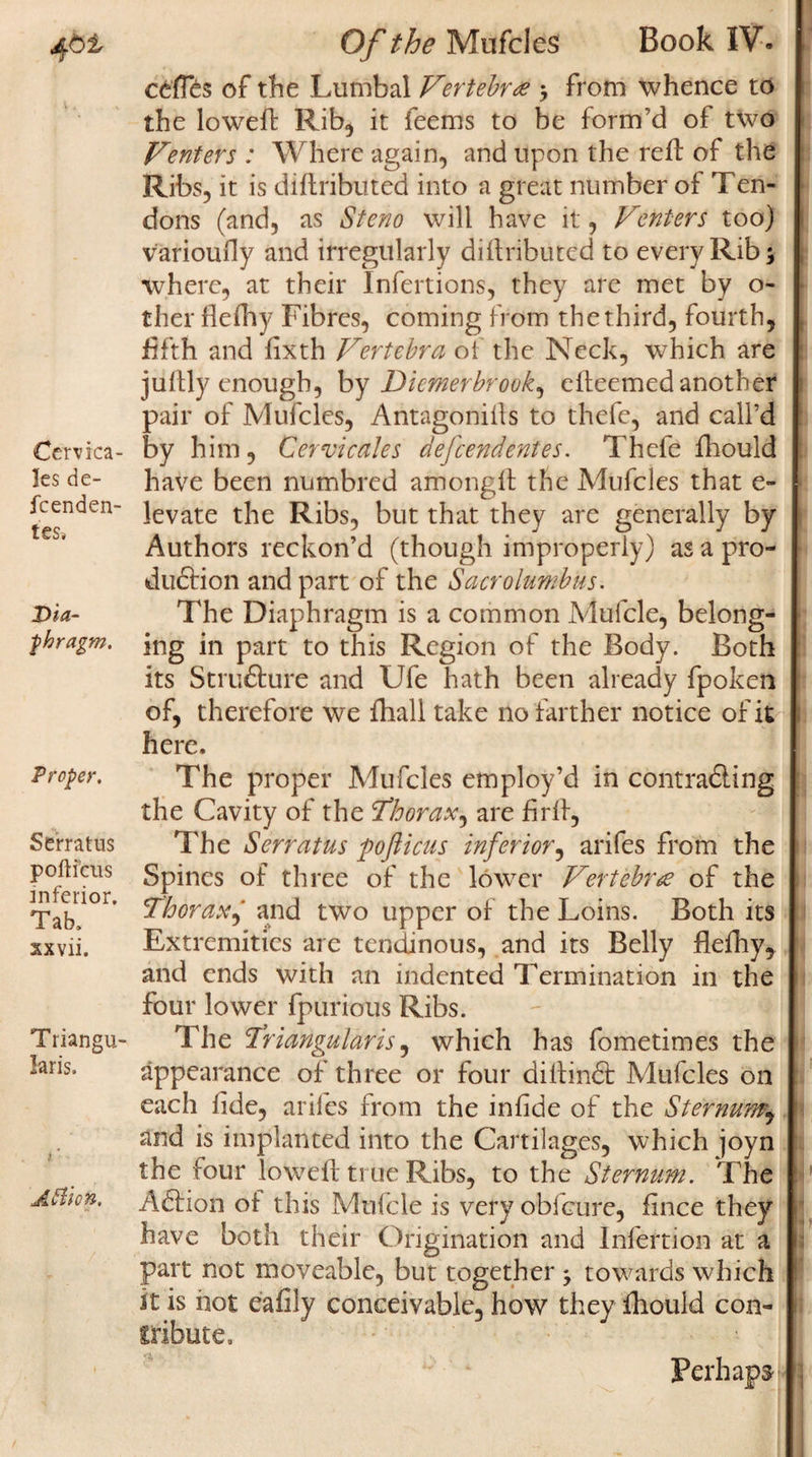 Cervica- les de- fcenden- tcs» Dia¬ phragm. Proper. Serratus poftfcus inferior. Tab. xxvii. Triangu¬ laris. A Hi on. Of the Mufcles Book IV. cefles of the Lumbal Vertebra y from whence to the lowefl Rib, it feems to be form’d of two Venters : Where again, and upon the refl of the Ribs, it is diftributed into a great number of Ten¬ dons (and, as Steno will have it, Venters too) varioufly and irregularly diftributed to every Rib $ where, at their Infertions, they are met by o- ther flefhy Fibres, coming from the third, fourth, fifth and fixth Vertebra of the Neck, which are juftly enough, by Diemerbrook, elteemed another pair of Mufcles, Antagonists to thefe, and call’d by him, Cervicales defeendentes. Thefe Should have been numbred amonglt the Mufcles that e- levate the Ribs, but that they are generally by Authors reckon’d (though improperly) as a pro- du&amp;ion and part of the Sacrolumbus. The Diaphragm is a common Mufcle, belong¬ ing in part to this Region of the Body. Both its Structure and Ufe hath been already fpoken of, therefore we fhall take no farther notice of it here. The proper Mufcles employ’d in contradling the Cavity of the Vo orax, are hr lb, The Serratus fofticus inferior, arifes from the Spines of three of the lower Vertebrae of the Thorax,' and two upper of the Loins. Both its Extremities are tendinous, and its Belly flefhy, and ends with an indented Termination in the four lower fpurious Ribs. The Triangularis, which has fometimes the appearance of three or four di Hindi Mufcles on each fide, arifes from the infide of the Sternum,, and is implanted into the Cartilages, which joyn the four lowefl true Ribs, to the Sternum. The Adlion of this Mufcle is very obfeure, fince they have both their Origination and Infertion at a part not moveable, but together -y towards which St is hot eafily conceivable, how they fhould con¬ tribute. Perhaps