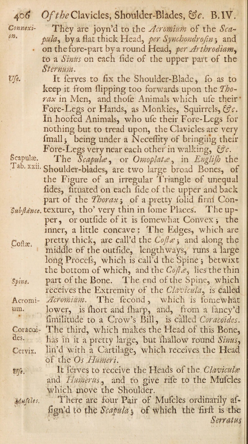 Connexi¬ on. Vfie. They are joyn’d to the Acromium of the Sca¬ pula^ by a flat thick Head, per Synchondrofin 3 and on the fore-part by a round Head, per Ar thro diam^ to a Sinus on each fide of the upper part of the Sternum. It ferves to fix the Shoulder-Blade, fo as to keep it from flipping too forwards upon the Tho¬ rax in Men, and thole Animals which ufe their* Fore-Legs or Hands, as Monkies, Squirrels, &amp;c. In hoofed Animals, who ufe their Fore-Legs for nothing but to tread upon, the Clavicles are very fmallj being under a Neceffity of bringing their Fore-Legs very near each other in walking, &amp;c. Scapulas. The Scapulae, or OmopJata, in Englijh the Tab. xxii. Shoulder-blades, are two large broad Bones, of the Figure of an irregular Triangle of unequal fides, iituated on each fide of the upper and back part of the Thorax $ of a pretty folid firni Con- 'Subftdnce. texture, tho’ very thin in home Places. The up¬ per, or outfide of it is fomewhat Convex &gt; the inner, a little concave ; The Edges, which are pretty thick, are call’d the Co fide} and along the middle of the outfide, lengthways, runs a large long Procefs, which is call’d the Spine \ betwixt the bottom of which, and the Cofice, lies the thin part of the Bone. The end of the Spine, which receives the Extremity of the Clavicula, is called Acromium. The fecond , which is fomewhat lower, is fiiort and fliarp, and, from a fancy’d fimilitude to a Crow’s Bill, is called Coracoides. Coracoi- The third, which makes the Head of this Bone, has in it a pretty large, but ihallow round Sinus, lin’d with a Cartilage, which receives the Head of the Os .Humeri. It ferves to receive the Heads of the Claviculee and Humerus, and to give rife to the Mufcles which move the Shoulder. There are four Pair of Mufcles ordinarily af- fign’d to the Scapula 5 of which the firfl is the Sen at us Coftse, spine. Acromi yin. des. Cervix. tJfe, 'Jplufcles,