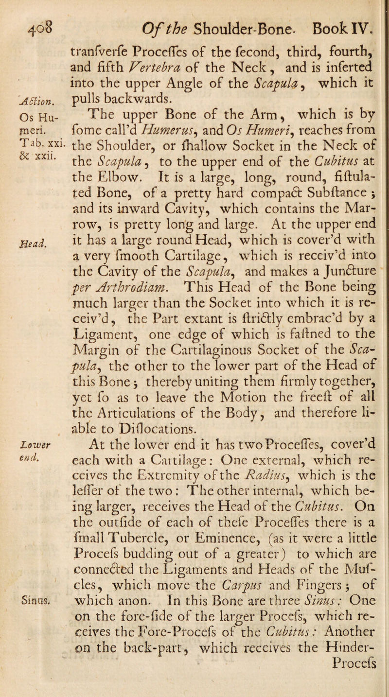 AtSlion. Os Hu¬ meri. Tab. xxi. &amp; xxii. Head. Lower end. Sinus. tranfverfe Procefles of the fecond, third, fourth, and fifth Vertebra of the Neck, and is inferted into the upper Angle of the Scapula, which it pulls backwards. The upper Bone of the Arm, which is by fome call’d Humerus, and Os Humeri, reaches from the Shoulder, or fhallow Socket in the Neck of the Scapula, to the upper end of the Cubitus at the Elbow. It is a large, long, round, fiftula- ted Bone, of a pretty hard compact Subftance \ and its inward Cavity, which contains the Mar¬ row, is pretty long and large. At the upper end it has a large round Head, which is cover’d with a very fmooth Cartilage, which is receiv’d into the Cavity of the Scapula, and makes a Jundture per Arihrodiam. This Head of the Bone being much larger than the Socket into which it is re¬ ceiv’d , the Part extant is ftridtly embrac’d by a Ligament, one edge of which is faftned to the Margin of the Cartilaginous Socket of the Sea- pula, the other to the lower part of the Head of this Bone 5 thereby uniting them firmly together, yet fo as to leave the Motion the freed: of all the Articulations of the Body, and therefore li¬ able to Didocations. At the lower end it has two Precedes, cover’d each with a Caitilage: One external, which re¬ ceives the Extremity of the Radius, which is the lefTer of the two : The other internal, which be¬ ing larger, receives the Plead of the Cubitus. On the outlide of each of thefe Procefles there is a fmall Tubercle, or Eminence, (as it were a little Procefs budding out of a greater) to which are connected the Ligaments and Heads of the Mul- cles, which move the Carpus and Fingers; of which anon. In this Bone are three Sinus: One on the fore-iide of the larger Procefs, which re¬ ceives theFore-Procefs of the Cubitus: Another on the back-part, which receives the Hinder- Procefs