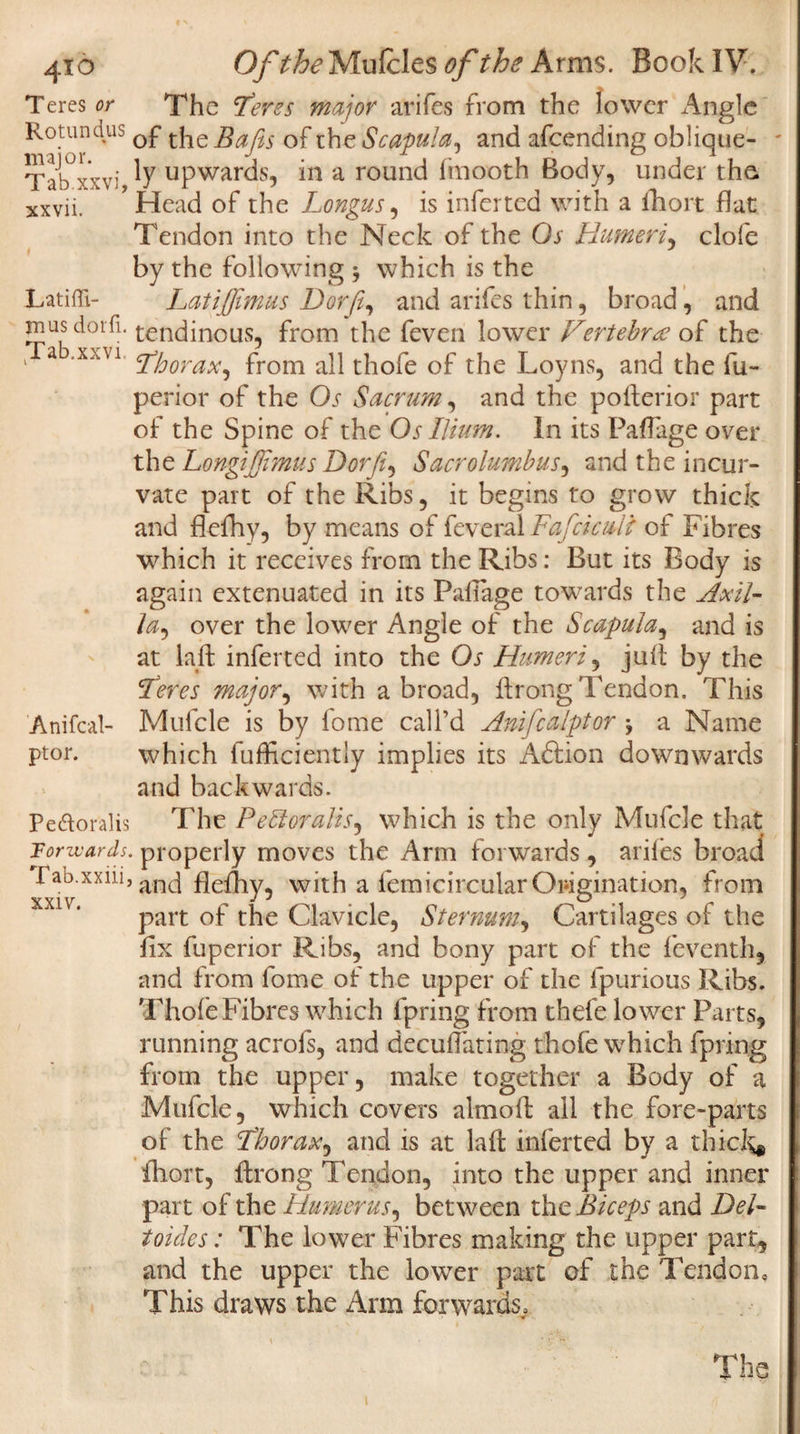 Teres or The Teres major arifes from the lower Angle Rotund us 0jp the Bafis of the Scapula, and afeending oblique- Tab°xxvi ty upwards, in a round finooth Body, under the xxvii. ’ Head of the Longus, is inferted with a fhort flat Tendon into the Neck of the Os Humeri, clofe by the following $ which is the Latiffi- Latiffimus Dor ft, and arifes thin, broad, and iuus dor ft. tendinous, from the feven lower Hertebrte of the a -xxvi cjjfoorax^ from ap thofe of the Loyns, and the fu- perior of the Os Sacrum, and the pollerior part of the Spine of the Os Ilium. In its Paftage over the Longifi'mus Dor ft, Sacrolumbus, and the incur- vate part of the Ribs, it begins to grow thick and flefhy, by means of feveral Fafcicmi of Fibres which it receives from the Ribs: But its Body is again extenuated in its Paliage towards the Axil¬ la., over the lower Angle of the Scapula, and is at laft inferted into the Os Humeri, juft by the Feres major, with abroad, ftrongTendon. This Mufcle is by fome call’d Anifcalptor \ a Name which fufficiently implies its Adtion downwards and backwards. Peftoralis The Pebloralis, which is the only Mufcle that Forwards, properly moves the Arm forwards , arifes broad Tab.xxiii, ancj with a femicircular Origination, from part of the Clavicle, Sternum, Cartilages of the fix fuperior Ribs, and bony part of the feventh, and from fome of the upper of the fpurious Ribs. Thofe Fibres which fpring from thefe lower Parts, running acrofs, and decollating thofe which fpring from the upper, make together a Body of a Mufcle, which covers almoft all the fore-parts of the Thorax, and is at laft inferted by a thicl^ fhort, ftrong Tendon, into the upper and inner part of the Humerus, between the Biceps and Del- toides: The lower Fibres making the upper part, and the upper the lower part of the Tendon, This draws the Arm forwards, Anifcal- ptor. xxiv. The i