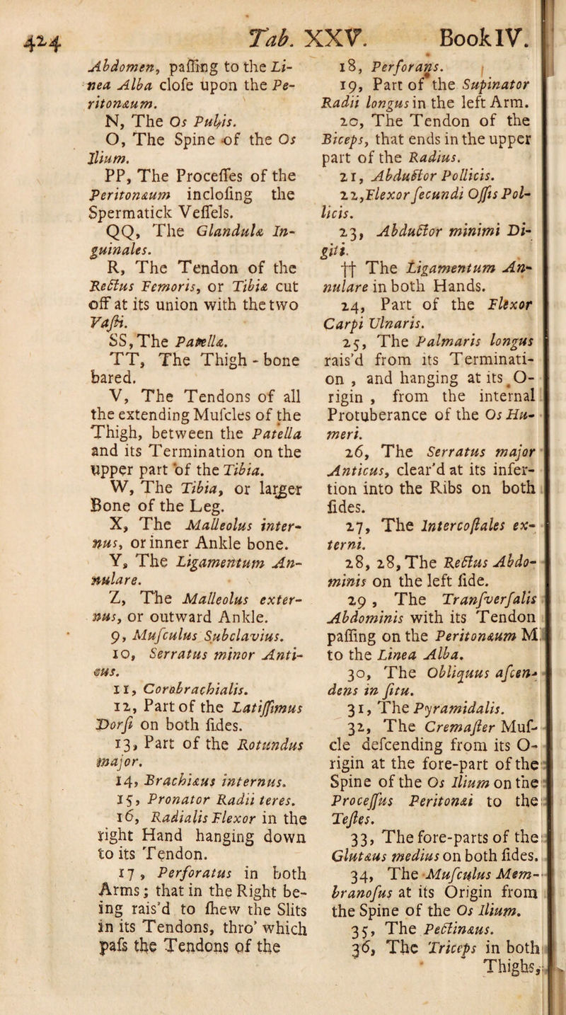 4*4 Tab. XXV. BookIV. Abdomen, palling to the Li¬ ma, Alba clofe upon the Pe¬ ritoneum. N, The Os Puljtis. O, The Spine -of the Os Ilium, PP, The Procefles of the Peritoneum incloling the Spermatick Veflels. QQ, The Glandule In- guinales. R, The Tendon of the ReStus Fcmoris, or Tibie cut off at its union with the two Vafii. SS,The Panile. TT, The Thigh - bone bared. V, The Tendons of all the extending Mufcles of the Thigh, between the Patella and its Termination on the upper part of the Tibia. W, The Tibia, or larger Bone of the Leg. X, The Malleolus inter- nusy or inner Ankle bone. Ys The Ligamentum An¬ nulare. Z, The Malleolus exter- nus} or outward Ankle. 9, Mufculus Subclavius. 10, Serratus minor Anti- &lt;sus. 11, Corobrachialis. 12, Part of the Latiffimus T&gt;orfi on both Tides. 13, Part of the Rotundas major. 14, Brachieus internus. 15, Pronator Radii teres. 16, Radialis Flexor in the right Hand hanging down to its Tendon. 17 , Perforatus in both Arms; that in the Right be¬ ing rais’d to fhew the Slits in its Tendons, thro’ which pafs the Tendons of the 18, Perforans. ; 19, Part of the Supinator Radii longus in the left Arm. 2c, The Tendon of the Biceps, that ends in the upper part of the Radius. 21, Abduftor Pollicis. 7.Z,Flexorfecundi OjftsPol- licis. 23, Abduttor minimi Di- giti. |j* The Ligamentum An¬ nulare in both Hands. 24, Part of the Flexor Carpi Ulnaris. 25, The Palmaris longus rais’d from its Terminati¬ on , and hanging atits#0- rigin , from the internal Protuberance of the Os Hu¬ meri. 26, The Serratus major Anticus, clear'd at its infer- tion into the Ribs on both lides. 27, The Interco/lales ex- terni. 28, 28, The ReFlus Abdo¬ minis on the left fide. 29 , The Tranfverfalis Abdominis with its Tendon paffing on the Peritoneum M to the Linea Alba. 30, The Obliynus afcen- dens in fitu. 31, The Pyramidalis. 32, The Cremajler Muf- cle defending from its O- rigin at the fore-part of the Spine of the Os Ilium on the Procejfus Peritonei to the Tejles. 33, The fore-parts of the Gluteus medius on both lides. 34, The •Mufculus Mem- Iranofus at its Origin from the Spine of the Os Ilium. 35, The Peflineus. 3 6, The Triceps in both Thighs,
