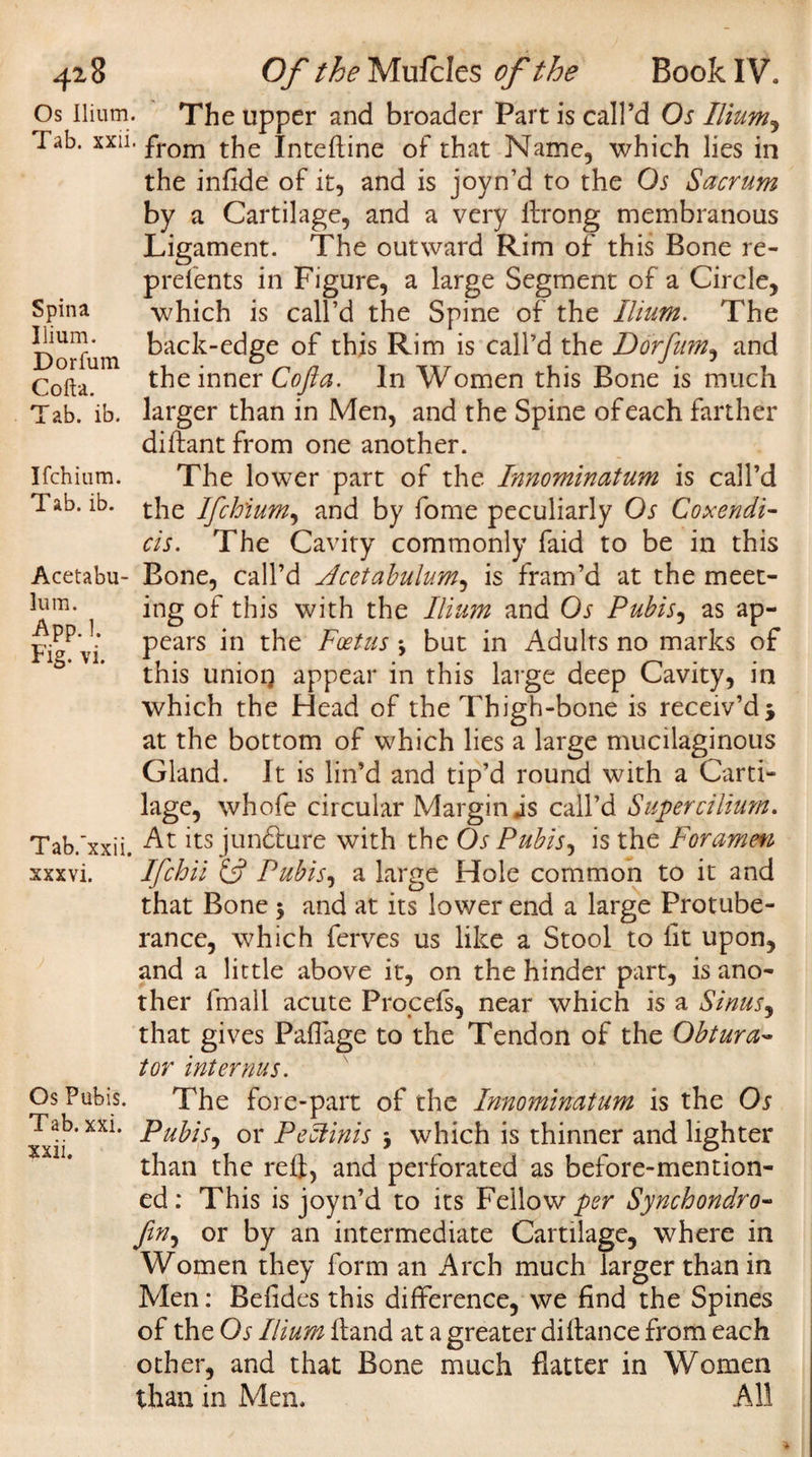 42,8 Of the Mufcles of the Book IV, Spina Ilium. Dorfum Cofta App. 1. Fig. vi. Os Ilium. The upper and broader Part is call'd Os Ilium, Tab. xxii. from the Inteftine of that Name, which lies in the infide of it, and is joyn’d to the Os Sacrum by a Cartilage, and a very ftrong membranous Ligament. The outward Rim of this Bone re- prefents in Figure, a large Segment of a Circle, which is call’d the Spine of the Ilium. The back-edge of this Rim is call’d the Dorfum, and the inner Cofta. In Women this Bone is much Tab. ib. larger than in Men, and the Spine of each farther diftant from one another. Ifchium. The lower part of the Innominatum is call’d Tab. ib. tjie Ifchium, and by fome peculiarly Os Coxendi- cis. The Cavity commonly faid to be in this Acetabu- Bone, call’d Acetabulum, is fram’d at the meet- lum. ing of this with the Ilium and Os Pubis, as ap¬ pears in the Foetus , but in Adults no marks of this unioQ appear in this large deep Cavity, in which the Head of the Thigh-bone is receiv’d •, at the bottom of which lies a large mucilaginous Gland. It is lin’d and tip’d round with a Carti¬ lage, whofe circular Margin is call’d Super cilium, Tab.'xxii. -At lts jun&amp;ure with the Os Pubis, is the Foramen xxxvi. Ifchii (A Pubis, a large Hole common to it and that Bone 5 and at its lower end a large Protube¬ rance, which ferves us like a Stool to lit upon, and a little above it, on the hinder part, is ano¬ ther fmall acute Procefs, near which is a Sinus, that gives Paflage to the Tendon of the Obtura- tor internus. Os Pubis. The fore-part of the Innominatum is the Oj Tab. xxi. puyls, or Pelt inis , which is thinner and lighter than the refl, and perforated as before-mention¬ ed: This is joyn’d to its Fellow per Synchondro- fin, or by an intermediate Cartilage, where in Women they form an Arch much larger than in Men: Befides this difference, we find the Spines of the Os Ilium hand at a greater diflance from each other, and that Bone much flatter in Women than in Men, All