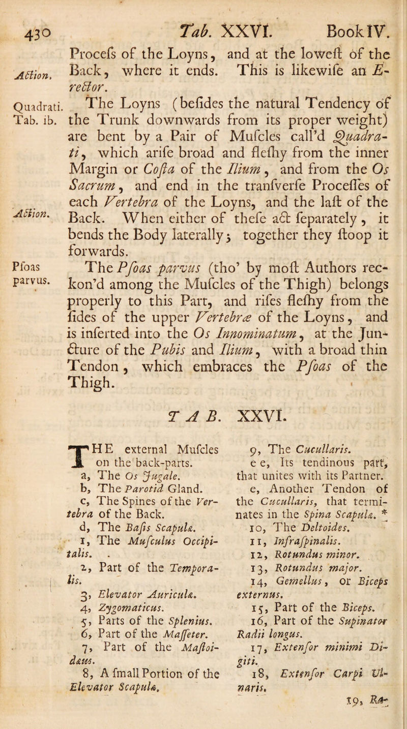 43° Attion&gt; Quadrati. Tab. lb. Action. Pfoas parvus. Tab. XXVI. Book IV. Procefs of the Loyns, and at the lowed of the Back , where it ends. This is likewife an E- reElor. The Loyns (befides the natural Tendency of the Trunk downwards from its proper weight) are bent by a Pair of Mufcles call’d Quadra¬ tic which arife broad and flcfhy from the inner Margin or Cofla of the Ilium, and from the Os Sacrum, and end in the tranfverfe Procefles of each Vertebra of the Loyns, and the lad of the Back. When either of thefe a£t feparately , it bends the Body laterally 5 together they doop it forwards. The Pfoas parvus (tho’ by mod Authors rec¬ kon’d among the Mufcles of the Thigh) belongs properly to this Part, and rifes flefhy from the lides of the upper Vertebra of the Loyns, and is inferted into the Os Innominatum, at the Jun- fture of the Pubis and Ilium, with a broad thin Tendon, which embraces the Pfoas of the Thigh. TAB. XXVI. THE external Mufcles on the back-parts, a, The Os fugale. b, The Parotid Gland, c, The Spines of the Ver¬ tebra of the Back, d. The Bafts Scapula. I, The Mufculus Occipi¬ talis. z, Part of the Tempora¬ lis. 3, Elevator Auricula. 4, Zygomat'tcus. 5, Parts of the Splenius. 6, Part of the Majfeter. 7, Part of the Majloi- daus. 8, A fmall Portion of the Elevator Scapula. 9, The Cucullaris. e e, Its tendinous part, that unites with its Partner. e, Another Tendon of the Cucullaris, that termi¬ nates in the Spina Scapula. * 10, The Deltoides. 11, Jnfrafpinalis. 12., Rotundas minor. 13, Rotundus major. 14, Gemellus, or Biceps externus. 13, Part of the Biceps. 16, Part of the Supinator Radii longus. 17, Extenfor minimi Di¬ git*. 18, Extenfor Carpi Ul¬ nar is.