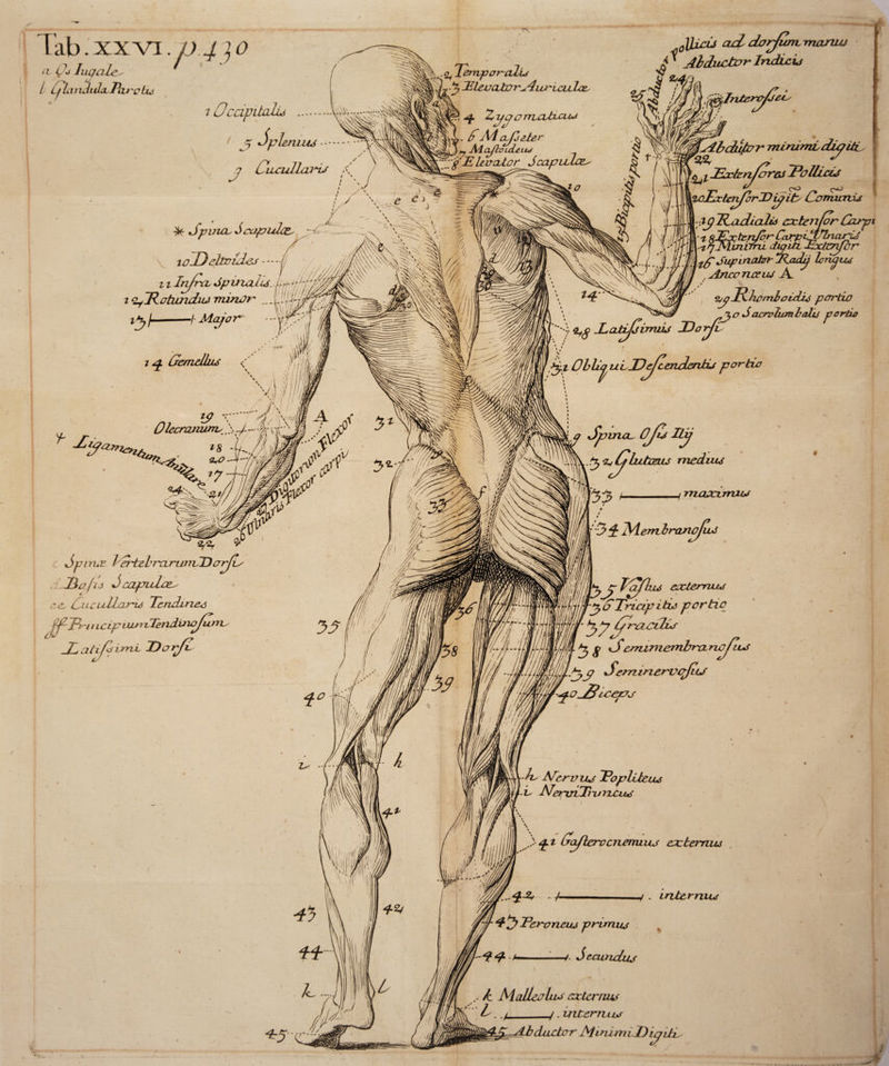 Tab. xx vi. V 4)0 (i Oj Iuqale - / ijLindiJa.P(u^ctu) 7 Occipitalu . j5T ^plcmtuf q Cucullaidj ^ Cpuuc Scapula 11 IilfrXL dp uzal &lt;iiJ^oticndiM minor *&gt;/ SupittabrjRjadp lorujvu , Artec ncciu A / _ / 2^7 Rhcmboidij per do _ ■5 a %$acrvlwn halo pordv S ^ X atijjirruis JDorjL zy Dlecranurrv @4 * c Spinor 1/ortcbrxiriiniCDarfiy rLhafis capitlce^ ,zez Cue uJlaria Tendency f-f-JPri t Leif iuj^rTettdifto^unvy JhatifairruL, JdorjZ H V S7 ' :^i ObL^ulJJ^enden&amp;j! par tic Sjjvncu djZf ILj y ^{yizitcnu medium . / maocirrms f t bVlem Iranofws JJbLcu acL dorfimvrnanui $ ^ Abductor Indicij tlntere/jet 'Abdtitor rnirumLduptii ^ l JELrknfor&amp;s ’Pollicio %o±ceUiyorX)ip it/ Comunis iglCadiCLlid cectenfor Carpi externus yicipitis per tic i«*y ^ h^y O reiCllhC y g «Scm imembra nofiLS Scm inervcfiLJ o /Cicme -hs Arcrvnj Fopliteus ■C MetruCTruixctuS I ^^fleromenuuj eecteinus £-2, . /.- / . internum JPemneitj primus d tamdus \ b_ Malleolus externui _/. vnterrubs Abductor Mim mi Dtyih
