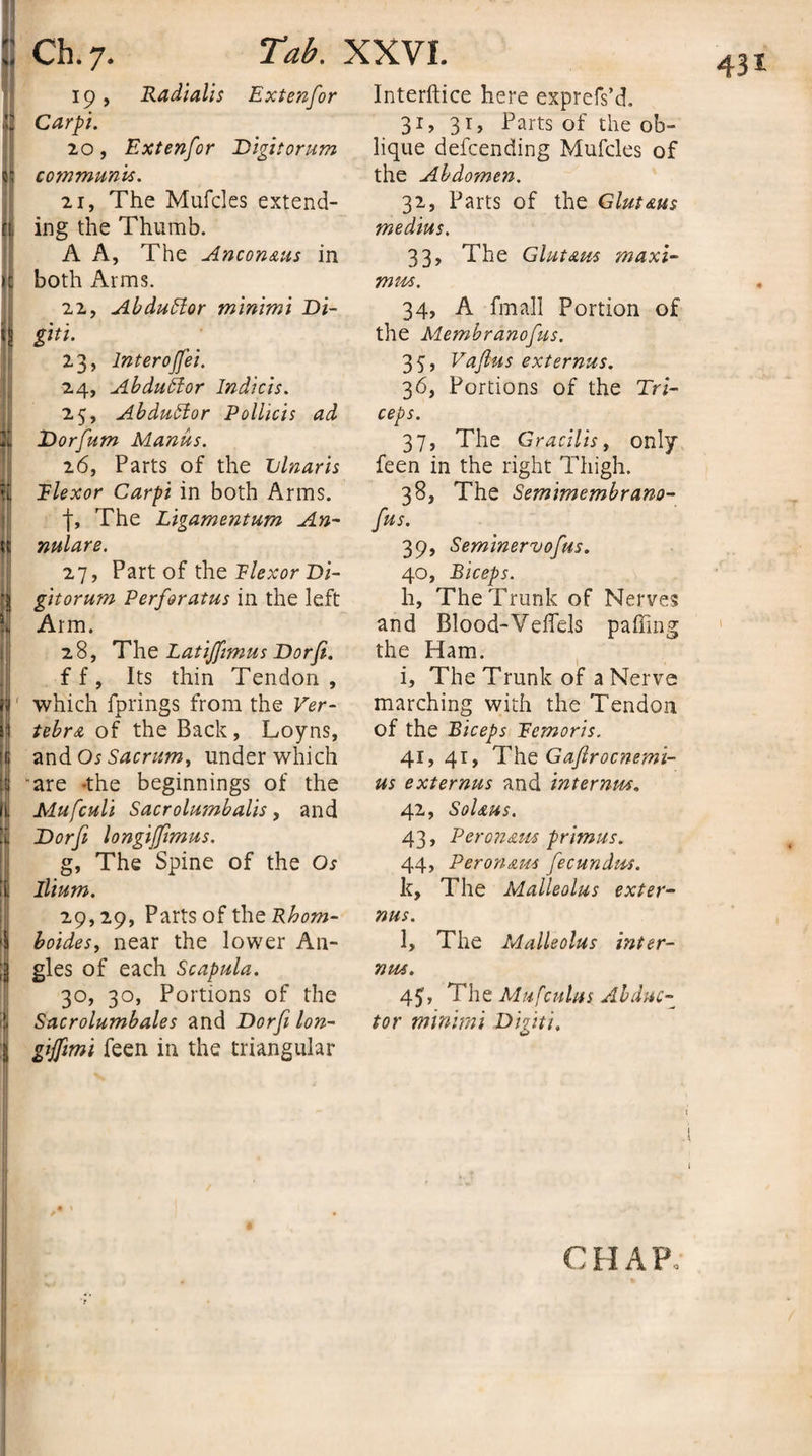 :: Ch.7. Tab. XXVI. - li !| 5 }! fi 19, Radialis Extenfor Carpi. 20 , Extenfor Digit or um communis. 21, The Mufcles extend¬ ing the Thumb. A A, The Ancon&amp;us in both Arms. 22, AbduElor minimi Di- gui. 23, Inter ofei. 24, AbduElor Indicts. 25, AbduElor Pollicis ad Dorfum Manus. 26, Parts of the Ulnar is Plexor Carpi in both Arms. f, The Ligamentum An¬ nulare. 27, Part of the Plexor Di- gitorum Perforatus in the left Arm. 28, The Latifimus Dor ft. ff, Its thin Tendon, ? which fprings from the Ver- i tebra of the Back , Loyns, 1 and Os Sacrum, under which i are -the beginnings of the fi Mufculi Sacrolumbalis, and Dorfi longijftmus. g, The Spine of the Os I Ilium. 29,29, Parts of the Rhom- boides, near the lower An¬ gles of each Scapula. 30, 30, Portions of the Sacrolumbales and Dorfi Ion- ! gijfimi feen in the triangular . Interftice here exprefs’d. 31, 31, Parts of the ob¬ lique defcending Mufcles of the Abdomen. 32, Parts of the Glut&amp;us medius. 33, The Glut am maxi- mm. 34, A fmall Portion of the Membranofus. 35, Vafius ext emus. 36, Portions of the Tri¬ ceps. 37, The Gracilis, only feen in the right Thigh. 38, The Semimembrano- fus. 39, Seminervofus. 40, Biceps. h. The Trunk of Nerves and Blood-VeiTels palling the Ham. i, The Trunk of a Nerve marching with the Tendon of the Biceps Pemoris. 41, 41, The Gafrocnemi- us externus and internm. 42, Sol&amp;us. 43, P er on am primus. 44, Peronam fecundm. k. The Malleolus exter¬ nus. l, The Malleolus inter- nm. 45&gt; The Mufcuius Abduc¬ tor minimi Digit/. C H A P,