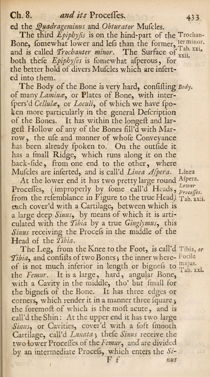 Ch. 8. and its Proceffes. ed the ghiadrageminus and Obturator Mufcles. The third Epiphyfes is on the hind-part of the Trochan- Bone, fomewhat lower and lefs than the former, !^™lnor' and is called Trochanter minor. The Surface of ^ ‘XX1* both thefe Epiphyfes is fomewhat afperous, for the better hold of divers Mufcles which are infert- ed into them. The Body of the Bone is very hard, confifling Body. of many Laming ^ or Plates of Bone, with inter- fpers’d Cellulg, or Loculi, of which we have fpo- ben more particularly in the general Defcription of the Bones. It has within the longed and lar¬ ged; Hollow of any of the Bones fill’d with Mar¬ row , the ufe and manner of whofe Conveyance has been already fpoken to. On the outfide it has a fmali Ridge, which runs along it on the back-fide, from one end to the other, where Mufcles are inferted, and is call’d Line a Jfpera. Linea At the lower end it has two pretty large round A*Pera- Proceffes, (improperly by fome call’d Heads, from the refemblance in Figure to the true Head) Tab.xxii e&amp;ch cover’d with a Cartilage, between which is a large deep Sinus, by means of which it is arti¬ culated with the Tibia by a true Ginglymus, this Sinus receiving the Procefs in the middle of the Head of the Tibia. The Leg, from the Knee to the Foot, is call’d Tibia, or Tibia, and confifls of two Bones the inner wheie- docile of is not much inferior in length or bignefs to the Femur. It is a large, hard, angular Bone, with a Cavity in the middle, tho’ but fmali for the bignefs of the Bone. It has three edges or corners, which render it in a manner three fquare * the foremofb of which is the mod acute, and is call’d the Shin: At the upper end it has two large Sinus, or Cavities, cover’d with a foft fmooth Cartilage, call’d Lunata $ thefe Sinus receive the two lower Proceffes of the Femur^ and are divided by an intermediate Procefs, which enters the Si- F f nus