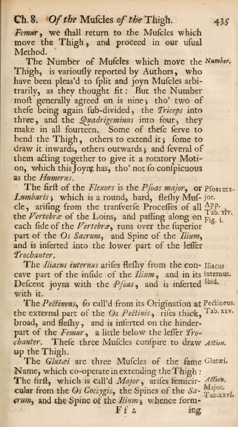 Femur, we fhall return to the Mufcles which move the Thigh $ and proceed in our ufual Method. The Number of Mufcles which move the Number* Thigh, is varioufly reported by Authors, who have been pleas’d to fplit and joyn Mufcles arbi¬ trarily, as they thought fit: But the Number moft generally agreed on is nine 5 tho5 two of thefe being again fub-divided, the Triceps into three, and the Quadrigeminus into four, they make in all fourteen. Some of thefe ferve to bend the Thigh, others to extend it5 fome to draw it inwards, others outwards 5 and feveral of them a&amp;ing together to give it a rotatory Motn on, which this Joynf has, tho’ not fo conspicuous as the Humerus. The firft of the Flexors is the Pfoas major, or Pfoas m- Lumbar is * which is a round, hard, flefhy Muf- jor. cle, arifing from the tranfverfe ProcefTes of all the Vertebra of the Loins* and pafting along on each fide of the Vertebra, runs over the fuperior part of the Os Sacrum, and Spine of the Ilium, and is inferted into the lower part of the Idler Trochanter. The Iliacus internus arifes flefliy from the con- iliacus cave part of the infide of the Ilium, and in its internus. Defcent joyns with the Pfoas, and is inferted with it. f The Pettineus* fb call’d from its Origination at Pe&amp;ineusv the external part of the Os Peblinis, rifes thick, broad, and flefhy, and is inferted on the hinder- part of the Femur, a little below the Idler Tro* chanter. Thefe three Mufcles confpire to draw Attm. up the Thigh. The Glutai are three Mufcles of the fame Glutaeh Name, which co-operate in extending the Thigh : The firft, which is call’d Major, arifes femicir- Attioh. cular from the Os Coccygisy the Spines of the 8a- and the Spine of the Ilium y whence form- F f * ing