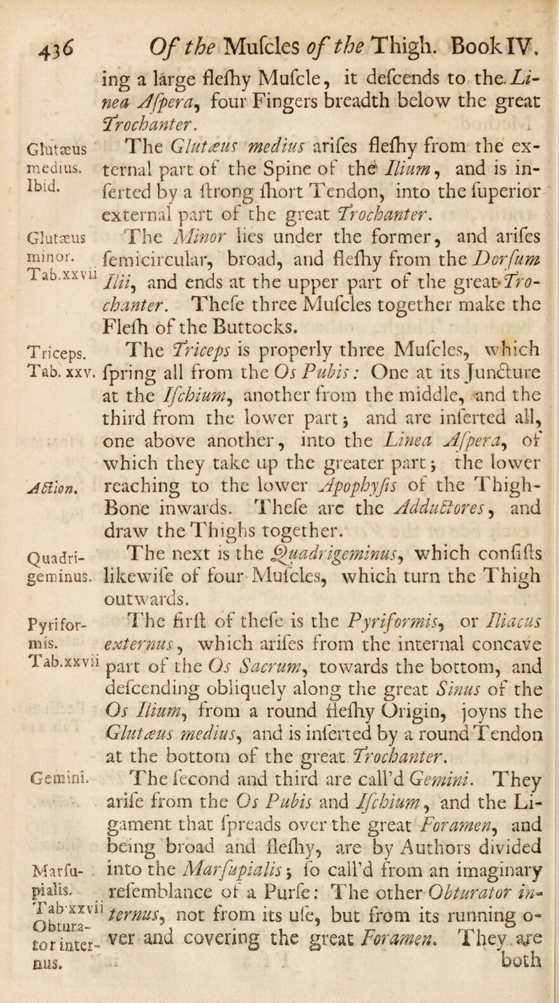 ing a large flefhy Mufcle, it defcends to the. Li¬ ned A [per a, four Fingers breadth below the great 'trochanter. Glmceus The Gluteus medius arifes flefhy from the ex- mcdius. ternal part of the Spine of the' Ilium, and is in- Ibid. ferted by a ftrong fhort Tendon, into the fuperior external part of the great trochanter. Glutaeus The Minor lies under the former, and arifes minor, fem[circular, broad, and flefhy from the Dorfum Tab.xxva ancj en(]s at t]ie Upper part of the great*tro¬ chanter. Thefe three Mufcles together make the Flefh of the Buttocks. Triceps. The triceps is properly three Mufcles, which Tab. xxv. fpring all from the Os Pubis: One at its Juncture at the Ifchium, another from the middle, and the third from the lower part j and are inferred all, one above another, into the Line a A [per a, of which they take up the greater part j the lower Jttlon. reaching to the lower Apophyfis of the Thigh- Bone inwards. Thefe arc the Addultores, and draw the Thighs together. Quadri- The next is the Quadrigeminus, which con fills geminus. likcwife of four Mufcles, which turn the Thigh outwards. Pyrifor- The firfl; of thefe is the Pyriformis, or Iliacus mis. externus, which arifes from the internal concave Xab.xxvii part Gf qs Sacrum, towards the bottom, and defcending obliquely along the great Sinus of the Os Ilium, from a round flefhy Origin, joy ns the Glut reus medius, and is inferred by a round Tendon at the bottom of the great trochanter. Gemini. Thefecond and third are call’d Gemini. They arife from the Os Pubis and Ifchium, and the Li¬ gament that fpreads over the great Foramen, and being broad and flefhy, are by Authors divided Marfa- into the Marfupialis * fo call’d from an imaginary pi alls- refemhlance of a Purfe: The other Obturator in- Obiii^n) ternus^ not f'rom its ufe, but from its running o- tor inter- ver ail^ covering the great Foramen. They aje mis. ' * both