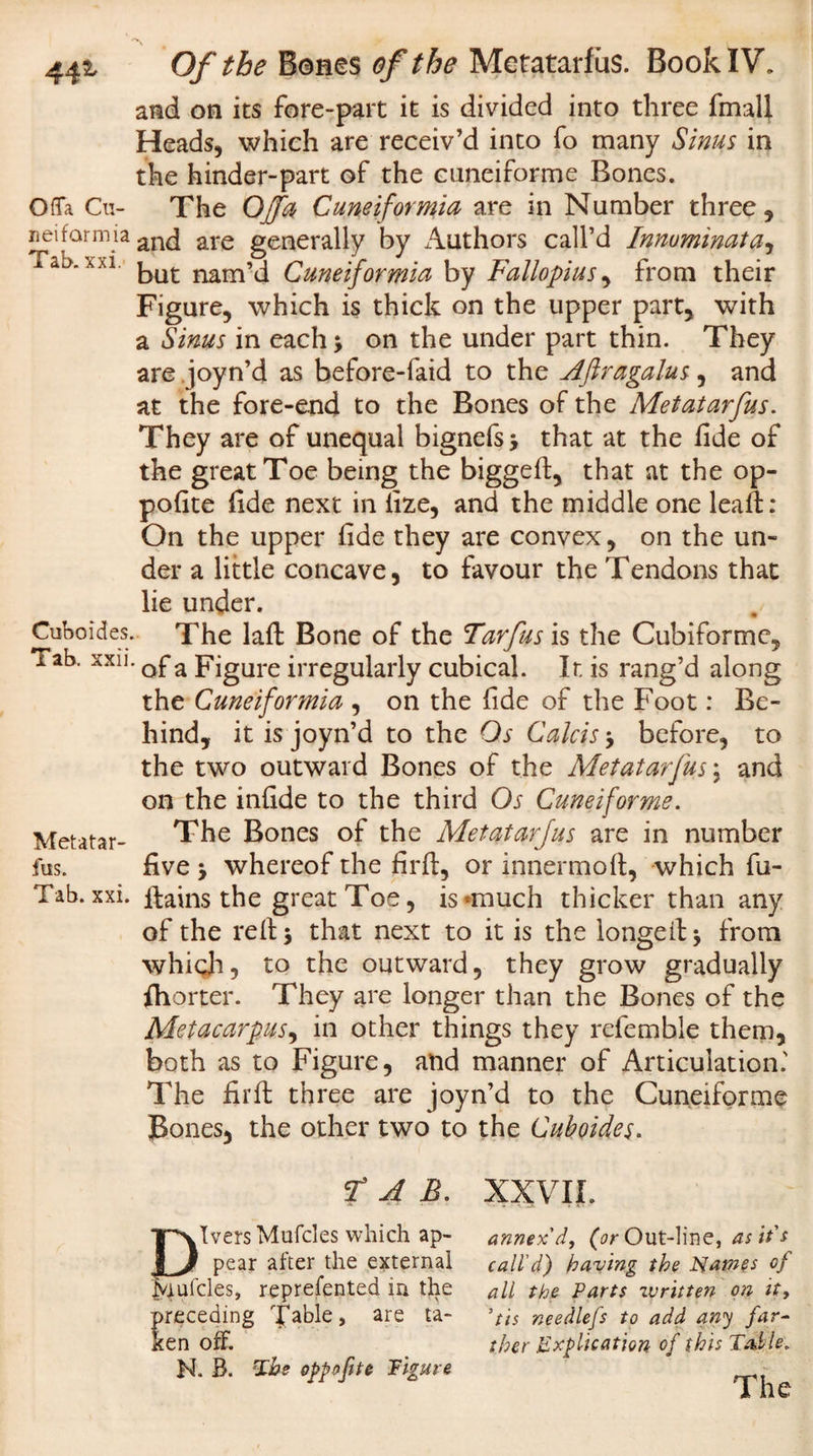 441 Offa Cu¬ ll ei farm ia Tab. xxi. Cuboides, Tab. xxii Metatar¬ fus. Tab. xxi. Of tbe Bones of the Metatarfus. Book IV. and on its fore-part it is divided into three fmall Heads, which are receiv’d into fo many Sinus in the hinder-part of the cuneiforme Bones. The Oja Cuneiformia are in Number three, and are generally by Authors call’d Innuminata, but nam’d Cuneiformia by Fallopius, from their Figure, which is thick on the upper part, with a Sinus in each \ on the under part thin. They are .joyn’d as before-faid to the A'jlragalus, and at the fore-end to the Bones of the Metatarfus. They are of unequal bignefsj that at the fide of the great Toe being the biggeft, that at the op- pofite fide next in fize, and the middle one leafi: On the upper fide they are convex, on the un¬ der a little concave, to favour the Tendons that lie under. The lafi: Bone of the Tarfus is the Cubiforme, of a Figure irregularly cubical. It is rang’d along the Cuneiformia , on the fide of the Foot: Be¬ hind, it is joyn’d to the Os Calcis &gt; before, to the two outward Bones of the Metatarfus \ and on the infide to the third Os Cuneiforme. The Bones of the Metatarfus are in number five &gt; whereof the firft, or innermofi, which fu- jftains the great Toe, is^much thicker than any of the relt &gt; that next to it is the longeif * from which, to the outward, they grow gradually Ihorter. They are longer than the Bones of the Metacarpus, in other things they referable them, both as to Figure, and manner of Articulation.' The firft three are joyn’d to the Cuneiforme Bones, the other two to the Cuboides. TAB. XXVII. Divers Mufcles which ap¬ pear after the external Jyiulcles, reprefented in the receding fable, are ta- en off. H. B. Xbe oppofite Figure annex'd, (V Out-line, as it's calld) having the Names of all the Parts written on it, ’tis needlefs to add any far¬ ther Explication of this Table. The