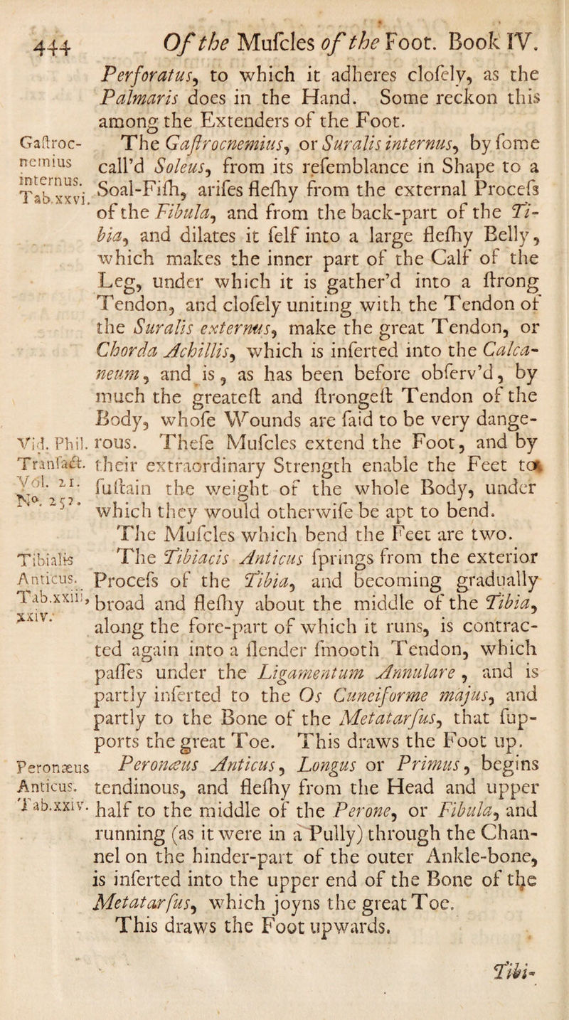 Per for at us, to which it adheres clofely, as the Palmar is does in the Hand. Some reckon this among the Extenders of the Foot. Gaftroc- The Gaftrocnemius, orSuralisinternus^ byfome ncmius call’d Soleus, from its refemblance in Shape to a Tabxxvi S°al’Fifh, arifes flefhy from the external Procefs of the Fibula, and from the back-part of the Pi- bia, and dilates it felf into a large flefhy Belly, which makes the inner part of the Calf of the Leg, under which it is gather’d into a flrong Tendon, and clofely uniting with the Tendon ot the Surahs exterms, make the great Tendon, or Chorda A'chillis ^ which is inferred into the Calc a- neum, and is, as has been before obferv’d, by much the greateft and flrongelt Tendon of the Body, whofe Wounds are faid to be very dange- Vid.Phil. rous. Thefe Mufcles extend the Foot, and by Tranlajft. their extraordinary Strength enable the Feet tq* fuflain the weight of the whole Body, under ~jl' which they would otherwife be apt to bend. The Mufcles which bend the Feet are two. Tibialis The Pibiacis Anticus fprings from the exterior .Amicus. Procefs of the Pibia9 and becoming gradually Tab.xxii:, ^roaj anc] flefliy about the middle of the Tibia, along the fore-part of which it runs, is contrac¬ ted again into a flender fmooth Tendon, which pafles under the Ligament-urn Annulare , and is partly inferted to the Os Cuneiforme majus, and partly to the Bone of the Metatarfus, that fup- ports the great Toe. This draws the Foot up. Peronasus Perofusus Anticus, Longus or Primus, begins Amicus, tendinous, and flefhy from the Head and upper 1 ab.xxiv. ]la|f to tjie 0f the Perone, or Fibula, and running (as it were in a Fully) through the Chan¬ nel on the hinder-part of the outer Ankle-bone, is inferted into the upper end of the Bone of tlje Metatarfus, which joyns the great Toe. This draws the Foot upwards, ■ ‘ PM-