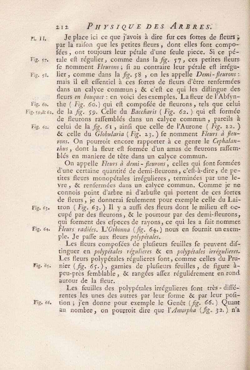 fl n. Je place ici ce que j’avois à dire fur ces fortes de fieurs par la raifon que les petites fleurs , dont elles font compo¬ sées , ont toujours leur pérale d’une feule piece. Si ce pé- Fig. 57. taie eft régulier ^ comme dans la fig. 37 , ces petites fleurs fe nomment Fleurons ; fi au contraire leur pétale eft irrégu- Fig. 52. lier ^ comme dans la fig. 58 , on les appelle Demi-fleurons : mais il eft effentiel à ces fortes de fleurs d’être renfermées- dans un calyce commun ; & c’eft ce qui les diftingue des fleurs en bouquet', en voici des exemples. La fleur de l’Abfyn- Fîg. 60. the ( Fig. 6o.) qui eft compofée de fleurons, tels que celui Fig. $9,s: 62. de la fig. yp. Celle du Baccharis ( Fig. 62. ) qui eft formée de fleurons raflemblés dans un calyce commun , pareils à Fig. 61. celui de la fig. 61 , ainfi que celle de PAurone ( Fig. 12. ) & celle du Globularia ( Fig. 23. ) fe nomment Fleurs à fleu¬ rons. On pourroit encore rapporter à ce genre le Cephalan- thus, dont la fleur eft formée d’un amas de fleurons raflfem* blés en maniéré de tête dans un calyce commun. On appelle Fleurs à demi - fleurons, celles qui font formées d’une certaine quantité de demi-fleurons, c’eft-à-dire, de pe¬ tites fleurs monopétales irrégulières , terminées par une le- vre , & renfermées dans un calyce commun. Comme je ne connois point d’arbre ni d’arbulte qui portent de ces fortes de fleurs, je donnerai feulement pour exemple celle du Lai- Fig. £3. tron ( Fig. 63. ) Il y a auiïi des fleurs dont le milieu eft oc¬ cupé par des fleurons, & le pourtour par des demi-fleurons, qui forment des efpeces de rayons, ce qui les a fait nommer* Fig. 64. Fleurs radiées. UOthonna (fig. 64.) nous en fournit un exem¬ ple. Je paffe aux fleurs polypétales. Les fleurs compofées de plufieurs feuilles fe peuvent dif~ tinguer en polypétales régulières & en polypétales irrégulières, Les fleurs polypétales régulières font, comme celles du Pru- Fig. 6$. nier (fig. 65. ), garnies de plufieurs feuilles, de figure à- peu-près femblable, & rangées allez régulièrement en rond autour de la fleur. Les feuilles des polypétales irrégulières font très - diffé¬ rentes les unes des autres par leur forme & par leur poli- Fig. 66. tion ; j’en donne pour exemple le Genêt (fig. S6. ) Quant au nombre, on pourroit dire que XAmorpha (fig. 32.) n’a
