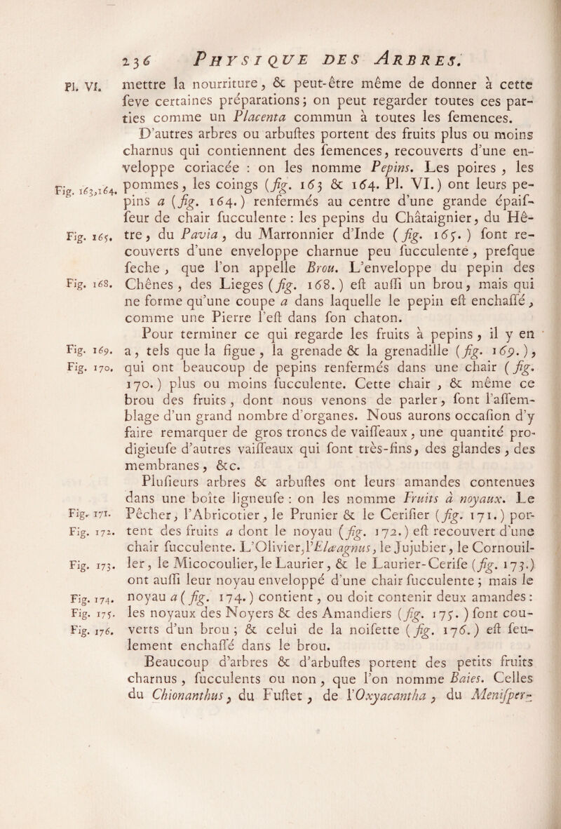 mettre la nourriture , & peut-être même de donner à cette feve certaines préparations; on peut regarder toutes ces par¬ ties comme un Placenta commun à toutes les femences. D’autres arbres ou arbuftes portent des fruits plus ou moins charnus qui contiennent des femences , recouverts d’une en- veloppe coriacée : on les nomme Pépins. Les poires , les Fig \6- t64. pommes, les coings {fig. 163 & 164. PI. VI.) ont leurs pé¬ pins a {fig. 164.) renfermés au centre d’une grande épaif- feur de chair fucculente : les pépins du Châtaignier , du Hê- Fig. 16s. tre , du Pavia, du Marronnier d’Inde ( fig. 165.) font re¬ couverts d’une enveloppe charnue peu fucculente , prefque feche , que l’on appelle Brou. L’enveloppe du pépin des Fig. 16S. Chênes ^ des Lieges (fig. 16$.) eft auffi un brou, mais qui ne forme qu’une coupe a dans laquelle le pépin eft enchaffé > comme une Pierre l’eft dans fon chaton. Pour terminer ce qui regarde les fruits à pépins , il y en * Fig. 169. a, tels que la figue , la grenade & la grenadille {fig. 169.), Fig. 170. qui ont beaucoup de pépins renfermés dans une chair ( fig. 370.) plus ou moins fucculente. Cette chair , même ce brou des fruits , dont nous venons de parler, font l’affem- blage d’un grand nombre d’organes. Nous aurons occafion d’y faire remarquer de gros troncs de vaiffeaux . une quantité pro- digieufe d’autres vaiffeaux qui font très-fins, des glandes, des membranes, &c. Plufieurs arbres & arbuftes ont leurs amandes contenues dans une boîte ligneufe : on les nomme Fruits à noyaux. Le Fig, 171. Pêcher, l’Abricotier , le Prunier & le Cerifier {fig. 171.) por- Fig. 172. tent des fruits a dont le noyau {fig. 172.) eft recouvert d’une chair fucculente. L’Olivier, VElœagnus y le Jujubier, le Cornouil- Fig. 173. 1er, le Micocoulier, le Laurier, & le Laurier-Cerife {fig. 173.) ont auffi leur noyau enveloppé d’une chair fucculente ; mais le Fig. 174. noyau a ( fig. 174. ) contient, ou doit contenir deux amandes : Fig. 175. les noyaux des Noyers & des Amandiers {fig. 175. ) font cou- Fig. jj 6. verts d’un brou; & celui de la noifette {fig. 176.) eft feu¬ lement enchaffé dans le brou. Beaucoup d’arbres & d’arbuftes portent des petits fruits charnus , fucculents ou non , que l’on nomme Baies. Celles du Chionanthus > du Fuftet , de ÏOxyacantha > du Menifiper-