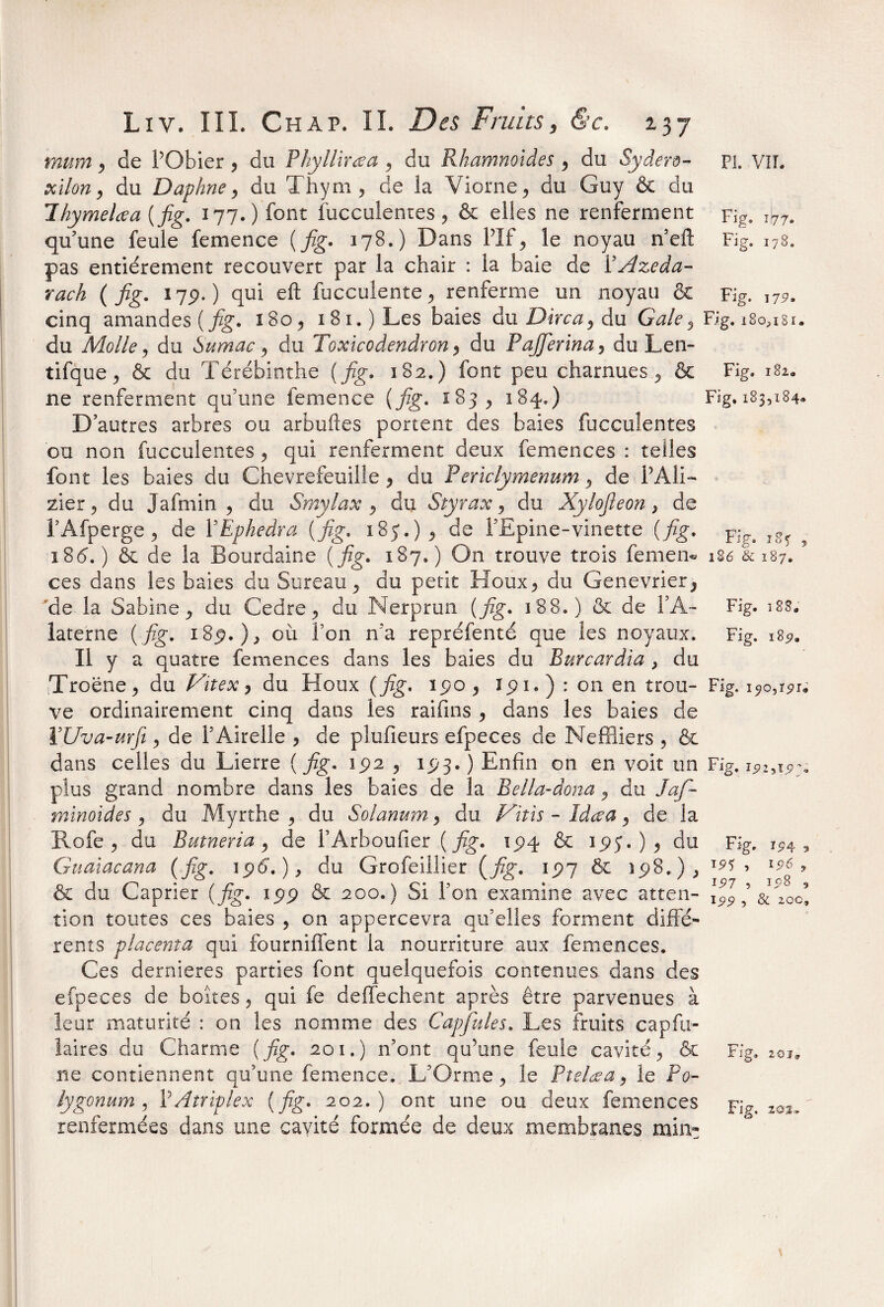 xilon, du Daphné, du Thym, de la Viorne, du Guy & du Ihymelœa (fig. 177.) font fucculentes, & elles ne renferment qu’une feule femence {fig. 178.) Dans Pif, le noyau n’eft pas entièrement recouvert par la chair : la baie de PAzeda- rach (fig. 179• ) qui eft fucculente, renferme un noyau & cinq amandes { fig. 180, i8i.)Les baies à\iDirca,àu Gale, du Molle, du Sumac, du Toxicodendron, du P afferma, du Len- tifque, & du Térébinthe {fig. 182.) font peu charnues , & ne renferment qu’une femence (fig. 183 , 184.) D’autres arbres ou arbuftes portent des baies fucculentes ou non fucculentes , qui renferment deux femences : telles font les baies du Chèvrefeuille , du Periclymenum, de PAH- zier, du Jafrnin , du Srnylax , du Styrax, du Xylofieon } de PAfperge, de YEphedra {fig, i8y.) , de l’Epine-vinette {fig. x8<5. ) & de la Bourdaine {fig. 187,) On trouve trois femen* ces dans les baies du Sureau, du petit Houx, du Genevrier, de la Sabine, du Cedre, du Nerprun (fig. 188.) & de PA- laterne (fig. 18p.), où l’on n’a repréfenté que les noyaux. Il y a quatre femences dans les baies du Eurcardia , du Troëne, du Virex, du Houx (fig. 19o, ipi.) : on en trou¬ ve ordinairement cinq dans les raifins , dans les baies de YUva-urfi, de l’Airelle , de plufieurs efpeces de Neffliers , & dans celles du Lierre (fig. 192 , 193. ) Enfin on en voit un plus grand nombre dans les baies de la Bella-dona, du Jaff minoides , du Myrthe , du Solanum, du Vitis - Idcea, de la Rofe , du Butneria , de PArboufier (fig. 194? & ipj. ) , du Guaiacana (fig. 196.), du Grofeillier {fig. 197 & & du Câprier (fig. 199 & 200.) Si l’on examine avec atten¬ tion toutes ces baies , on appercevra qu’elles forment diffé¬ rents placenta qui fourniffent la nourriture aux femences. Ces dernieres parties font quelquefois contenues dans des efpeces de boîtes, qui fe deffechent après être parvenues à leur maturité : on les nomme des Capfules. Les fruits capfu- laires du Charme (fig. 201.) n’ont qu’une feule cavité, & ne contiennent qu’une femence. L’Orme, le Ptelœa, le Po- lygonum , PAiriplex (fig. 202.) ont une ou deux femences renfermées dans une cavité formée de deux membranes min- Fig. i>77» Fig. 178. Fig. 177. Fig. 180,181. Fig. 182.,, Fig.183,184» Fig. îSf , lZ6 & I87. Fig. 188» Fig. 185», Fig. 190, ï<?r. Fig. I<?2,!<?% Fig. ï£4 5 I9S , 196 9 197 5 128 , 199 5 & 200, Fig. 20J* Fig. 203»