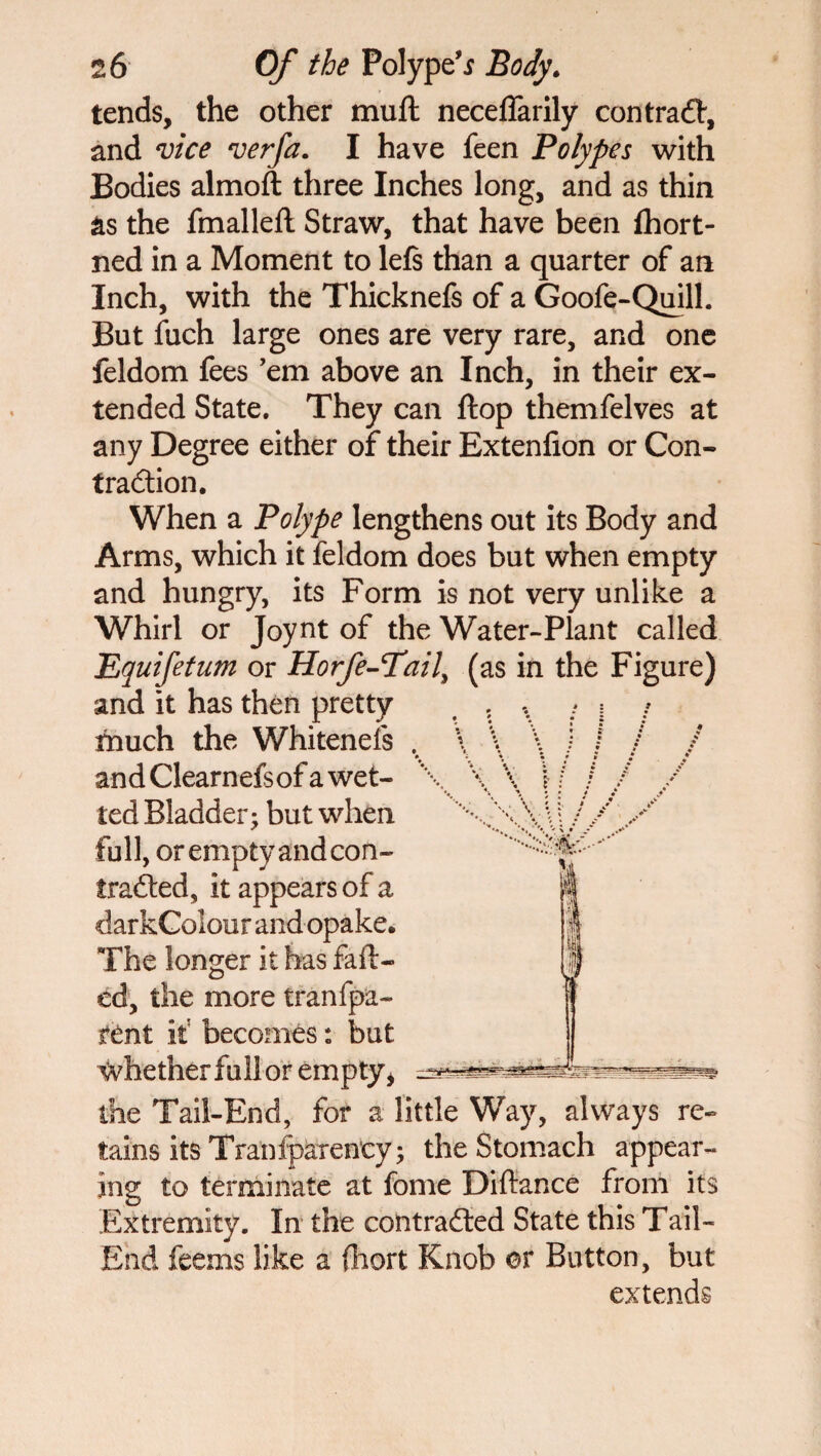 tends, the other muft neceffarily con trad, and vice verfa. I have feen Polypes with Bodies almoft three Inches long, and as thin as the fmallefl Straw, that have been fhort- ned in a Moment to lefs than a quarter of an Inch, with the Thicknefs of a Goofe-Quill. But fuch large ones are very rare, and one feldom fees ’em above an Inch, in their ex¬ tended State. They can flop themfelves at any Degree either of their Extenfion or Con¬ traction. When a Polype lengthens out its Body and Arms, which it feldom does but when empty and hungry, its Form is not very unlike a Whirl or Joynt of the Water-Plant called Equifetum or Horfe-Tail, (as in the Figure) and it has then pretty t , , ; much the Whitenefs and Clearnefsof a wet- led Bladder; but when full, or empty and con¬ tracted, it appears of a darkColour and opake. The longer it has fail¬ ed, the more tranfpa- rent it becomes: but whether full or empty i the Tail-End, for a little Way, always re¬ tains its Tran fparency; the Stomach appear¬ ing to terminate at fome Diftance from its Extremity. In the contracted State this Tail- End feems like a fhort Knob or Button, but extends