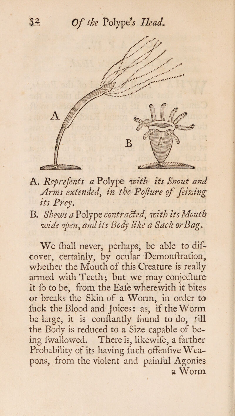 A. Reprefents a Polype with its Sjiout ancl Arms extended, in the Pojlure of feizing its Prey. B. Shews a Polype contraided, with its Mouth wide open, and its Body like a Sack orBag. We {hall never, perhaps, be able to dis¬ cover, certainly, by ocular Demoniiration, whether the Mouth of this Creature is really armed with Teeth; but we may conjecture it fo to be, from the Bale wherewith it bites or breaks the Skin of a Worm, in order to fuck the Blood and juices: as, if the Worm be large, it is conftantly found to do, fill the Body is reduced to a Size capable of be¬ ing fwallowed. There is, likewife, a farther Probability of its having fuch offenlive Wea¬ pons, from the violent and painful Agonies a Worm
