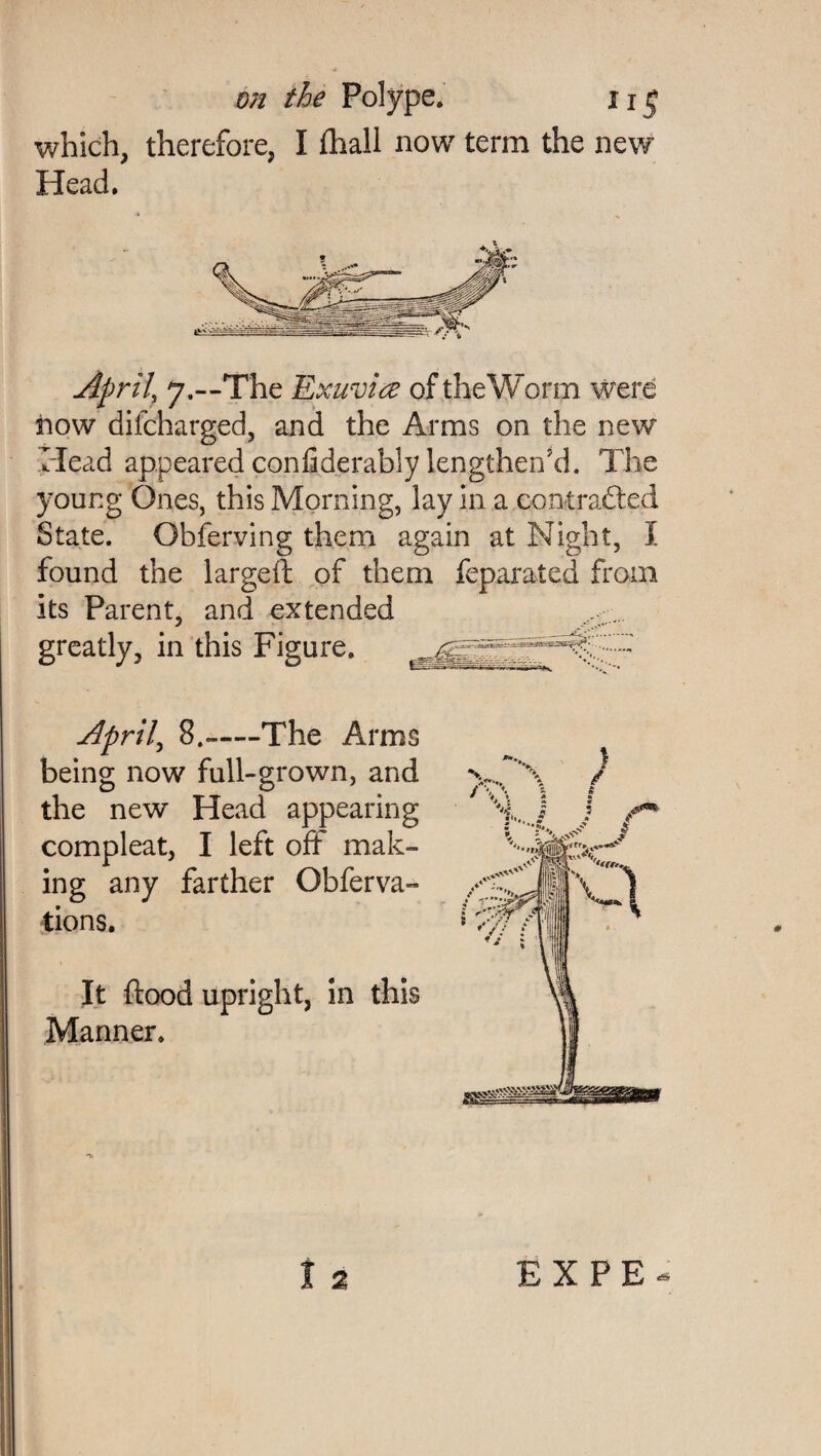 which, therefore, I fhall now term the new Head. April, 7.—The Exuvire of the Worm were now difcharged, and the Arms on the new Mead appeared confiderably lengthen’d. The young Ones, this Morning, lay in a contracted State. Obferving them again at Night, I found the largeft of them feparated from its Parent, and extended ..... greatly, in this Figure. afar,...,.,.. .... April, 8.-The Arms being now full-grown, and the new Head appearing compleat, I left oft mak¬ ing any farther Obferva- tions. It flood upright, in this Manner. 2