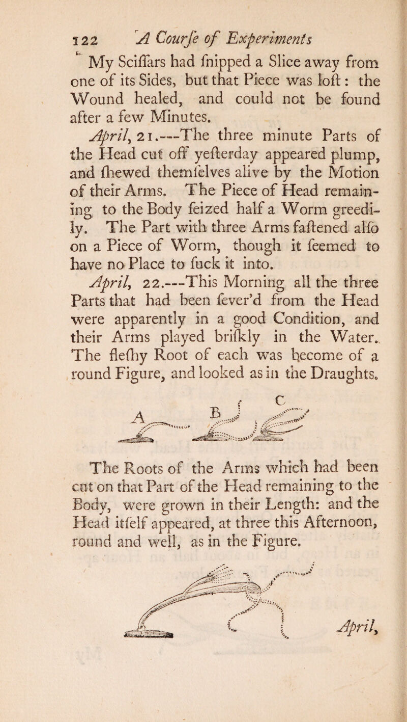 My Sciflars had fnipped a Slice away from one of its Sides, but that Piece was loft: the Wound healed, and could not be found after a few Minutes. Aprils 21.—The three minute Parts of the Head cut oft' yefterday appeared plump, and fhewed themfelves alive by the Motion of their Arms. The Piece of Head remain¬ ing to the Body feized half a Worm greedi¬ ly. The Part with three Arms fattened alfo on a Piece of Worm, though it feemed to have no Place to fuck it into. April, 22.—This Morning all the three Parts that had been fever'd from the Head were apparently in a good Condition, and their Arms played brifldy in the Water. The flefhy Root of each was become of a round Figure, and looked as in the Draughts. C The Roots of the Arms which had been cut on that Part of the Plead remaining to the Body, were grown in their Length: and the Plead itfelf appeared, at three this Afternoon, round and well, as in the Figure.