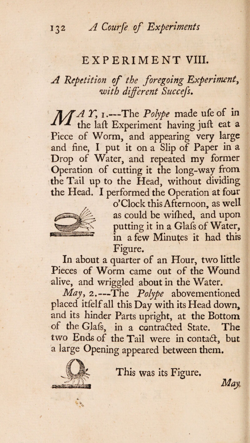 EXPERIMENT VIII. A Repetition of the foregoing Experiment, with different Succefs. IWf A Ty 1.—The Polype made ufeof in the laft Experiment having juft eat a Piece of Worm, and appearing very large and fine, I put it on a Slip of Paper in a Drop of Water, and repeated my former Operation of cutting it the long-way from the Tail up to the Head, without dividing the Head. I performed the Operation at four o’Clock this Afternoon, as well as could be wifhed, and upon, putting it in a Glafs of Water, in a few Minutes it had this Figure, In about a quarter of an Hour, two little Pieces of Worm came out of the Wound alive, and wriggled about in the Water. May, 2.-—The Polype abovementioned placed itfelf all this Day with its Head down, and its hinder Parts upright, at the Bottom of the Glafs, in a contracted State. The two Ends of the Tail were in contaCt, but a large Opening appeared between them. This was its Figure.