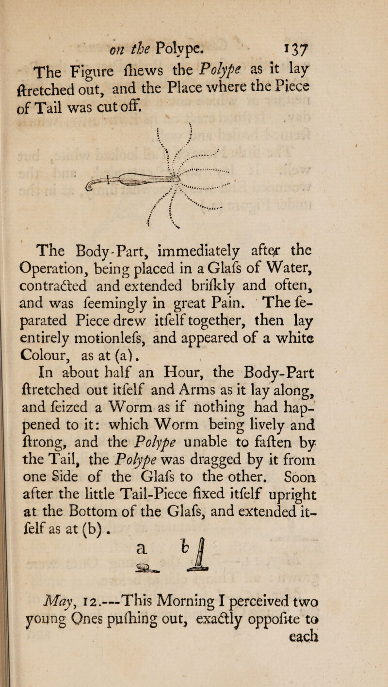 The Figure fhews the Polype as it lay ftretched out, and the Place where the Piece of Tail was cut off. The Body-Part, immediately after the Operation, being placed in aGlafs of Water, contracted and extended brilkly and often, and was feemingly in great Pain. The fe- parated Piece drew itfelf together, then lay entirely motionlefs, and appeared of a white Colour, as at (a). In about half an Hour, the Body-Part ftretched out itfelf and Arms as it lay along, and feized a Worm as if nothing had hap¬ pened to it: which Worm being lively and ftrong, and the Polype unable to fallen by the Tail, the Polype was dragged by it from one Side of the Glafs to the other. Soon after the little Tail-Piece fixed itfelf upright at the Bottom of the Glafs, and extended it¬ felf as at (b) . May, 12.—This Morning I perceived two young Ones pulhing out, exactly oppofite to each