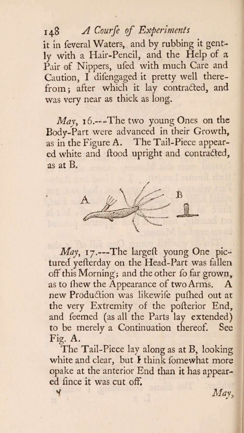 it in feveral Waters, and by rubbing it gent¬ ly With a Hair-Pencil, and the Help of a Pair of Nippers, ufed with much Care and Caution, I difengaged it pretty well there¬ from; after which it lay contracted, and was very near as thick as long. May, 16.— -The two young Ones on the Body-Part were advanced in their Growth, as in the Figure A. The Tail-Piece appear¬ ed white and flood upright and contracted, as at B. May, 17.—-The largeft young One pic¬ tured yefterday on the Head-Part was fallen off this Morning; and the other fo far grown, as to fliew the Appearance of two Arms. A new Production was likewife pufhed out at the very Extremity of the pofterior End, and feemed (as all the Parts lay extended) to be merely a Continuation thereof. See Fig. A. The Tail-Piece lay along as at B, looking white and clear, but f think fomewhat more opake at the anterior End than it has appear¬ ed fince it was cut off, H May,