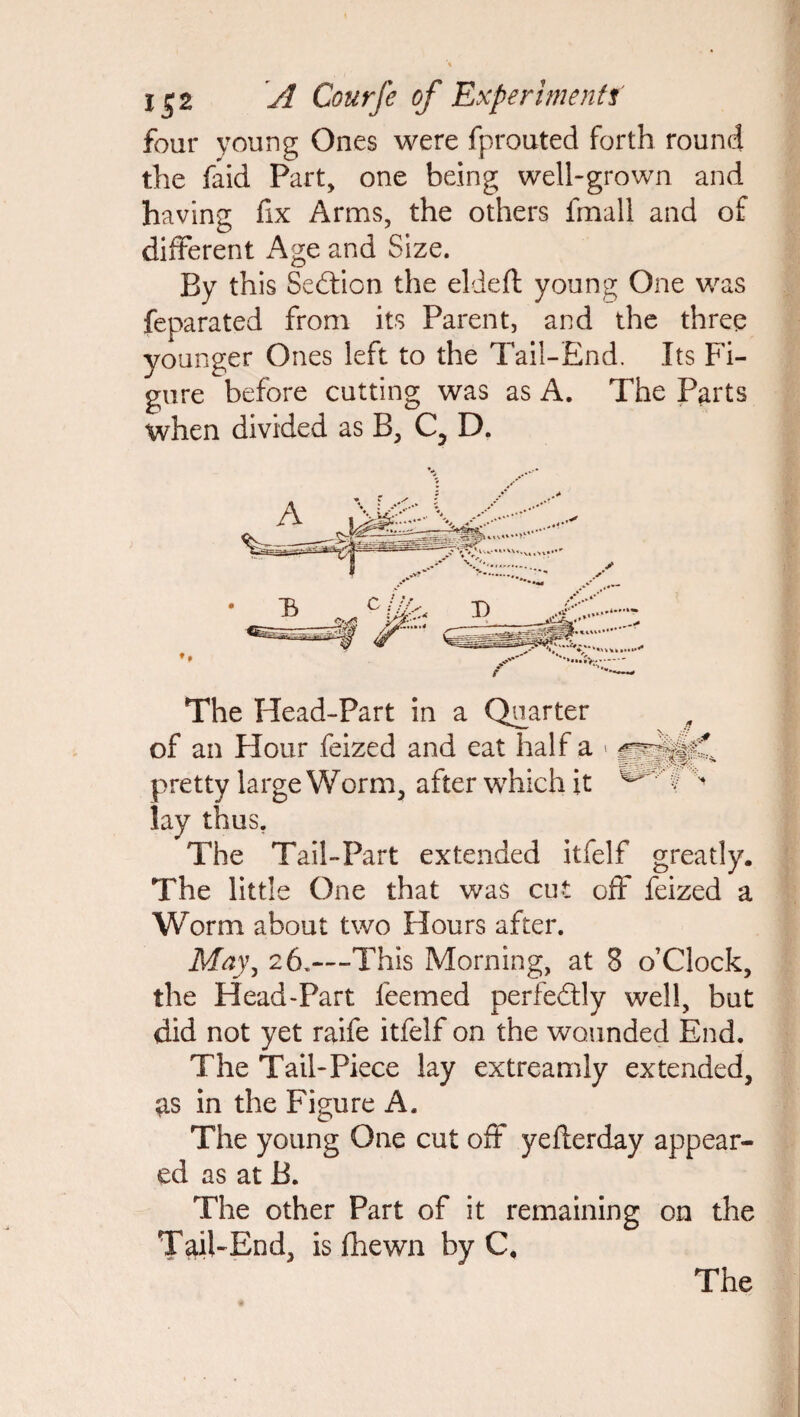 four young Ones were fprouted forth round the faid Part, one being well-grown and having fix Arms, the others fmall and of different Age and Size. By this Sedtion the eldefi: young One was feparated from its Parent, and the three younger Ones left to the Tail-End. Its Fi¬ gure before cutting was as A. The Parts when divided as B, C5 D. The Head-Part in a Quarter of an Hour feized and eat half a > pretty large Worm, after which it ' lay thus. The Tail-Part extended itfelf greatly. The little One that was cut off feized a Worm about two Hours after. May\ 26.—This Morning, at 8 o’Clock, the Head-Part leemed perfedtly well, but did not yet raife itfelf on the wounded End. The Tail-Piece lay extreamly extended, as in the Figure A. The young One cut off yefterday appear¬ ed as at B. The other Part of it remaining on the Tail-End, is fhewn by C, The