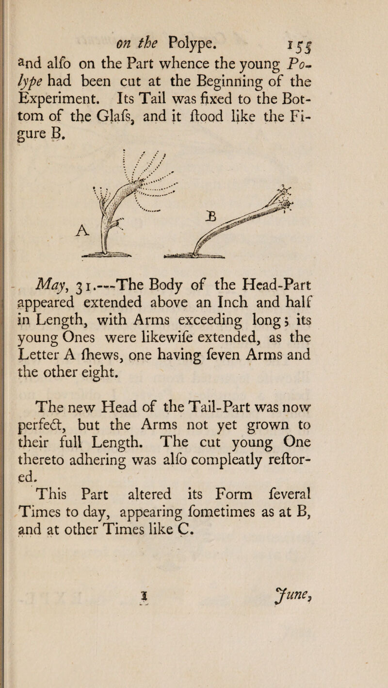 and alfo on the Part whence the young Po~ lype had been cut at the Beginning of the Experiment. Its Tail was fixed to the Bot¬ tom of the Glafs, and it flood like the Fi¬ gure B. May, 31.—The Body of the Head-Part appeared extended above an Inch and half in Length, with Arms exceeding long; its young Ones were likewife extended, as the Letter A fhews, one having feven Arms and the other eight. The new Head of the Tail-Part was now perfect, but the Arms not yet grown to their full Length. The cut young One thereto adhering was alfo compleatly reftor- ed. This Part altered its Form feveral Times to day, appearing fometimes as at B, and at other Times like C. l