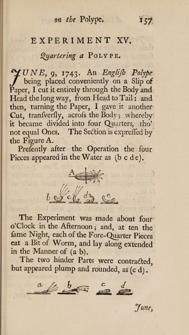 EXPERIMENT XV Quartering a Polype. TJNE, 9, 1743. An Englijh Polype J being placed conveniently on a Slip of Paper, I cut it entirely through the Body and Head the long way, from Head to Tail: and then, turning the Paper, I gave it another Cut, tranfverfly, acrofs the Body 3 whereby it became divided into four Quarters, tho’ not equal Ones. The Section is exprelfed by the Figure A. Prefently after the Operation the four Pieces appeared in the Water as (b c de). The Experiment was made about four o’Clock in the Afternoon; and, at ten the fame Night, each of the Fore-Quarter Pieces eat a Bit of Worm, and lay along extended in the Manner of (a b). The two hinder Parts were contracted, but appeared plump and rounded, as (cd).