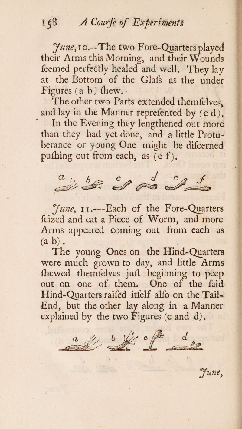 June, iq.--'The two Fore-Quarters played their Arms this Morning, and their Wounds feemed perfectly healed and well. They lay at the Bottom of the Glafs as the under Figures (a b) (hew. • The other two Parts extended themfelves, and lay in the Manner reprefented by (cd). In the Evening they lengthened out more than they had yet done, and a little Protu¬ berance or young One might be difeerned puihing out from each, as (e f). june, 11.—Each of the Fore-Quarters feized and eat a Piece of Worm, and more Arms appeared coming out from each as (a b). The young Ones on the Hind-Quarters were much grown to day, and little Arms Ihewed themfelves juft beginning to peep out on one of them. One of the faid Hind-Quarters raifed itfelf alfo on the Tail- End, but the other lay along in a Manner explained by the two Figures (c and d).