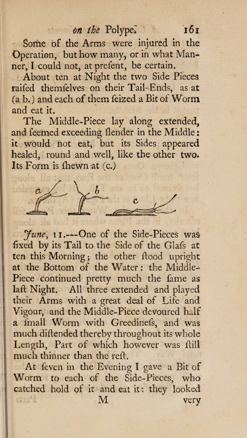 Some of the Arms were injured in the Operation, but how many, or in what Man¬ ner, I could not, at prefent, be certain* About ten at Night the two Side Pieces raifed themfelves on their Tail- Ends, as at (a b.) and each of them feized a Bit of Worm and eat it. The Middle-Piece lay along extended, and feemed exceeding {lender in the Middle: it would not eat, but its Sides appeared healed, round and well, like the other two. Its Form is {hewn at (c.) June, li.-—One of the Side-Pieces was fixed by its Tail to the Side of the Glafs at ten this Morning; the other ftood upright at the Bottom of the Water: the Middle- Piece continued pretty much the fame as laft Night. All three extended and played their Arms with a great deal of Life and Vigour, and the Middle-Piece devoured half a final 1 Worm with Greedinefs, and was much diftended thereby throughout its whole Length, Part of which however was ftill much thinner than the reft. At feven in the Evening I gave a Bit of Worm to each of the Side-Pieces, who catched hold of it and eat it: they looked M very