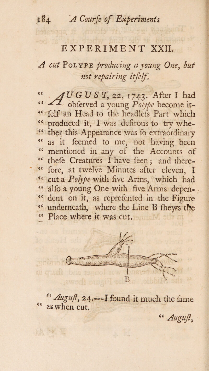 EXPERIMENT XXII. A cut Polype producing a young One, but not repairing itfelf y/jj'U GUST, 22, 1743. After I had <1 uJL obferved a young Polype become it- iC felf an Head to the headlefs Part which cc produced it, I was defirous to try whe- c< ther this Appearance was fo extraordinary <c as it feemed to me, not having been mentioned in any of the Accounts of thefe Creatures I have feen; and there- cc fore, at twelve Minutes after eleven, I *£ cut a Polype with five Arms, which had alfo a young One with five Arms depen- <c dent on it, as reprefen ted in the Figure underneath, where the Line B fhews the “ Place where it was cut. Auguft, 24.—I found it much the lame “ as when cut.