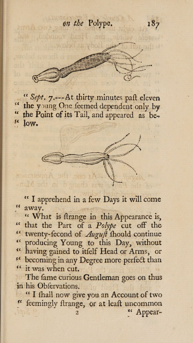 %* cc Sept. 7.-—At thirty minutes paft eleven u the young One feemed dependent only by “ the Point of its Tail, and appeared as be- ?c low. “ I apprehend in a few Days it will come “ away. “ What is ftrange in this Appearance is, iC that the Part of a Polype cut off the <c twenty-fecond of Auguft fhould continue <c producing Young to this Day, without <c having gained to itfelf Head or Arms, or fC becoming in any Degree more perfedl than c< it was when cut. The fame curious Gentleman goes on thus in his Obfervations, “ I fhall now give you an Account of two fc feemingly ftrange, or at leaft uncommon 2 <c Appear-