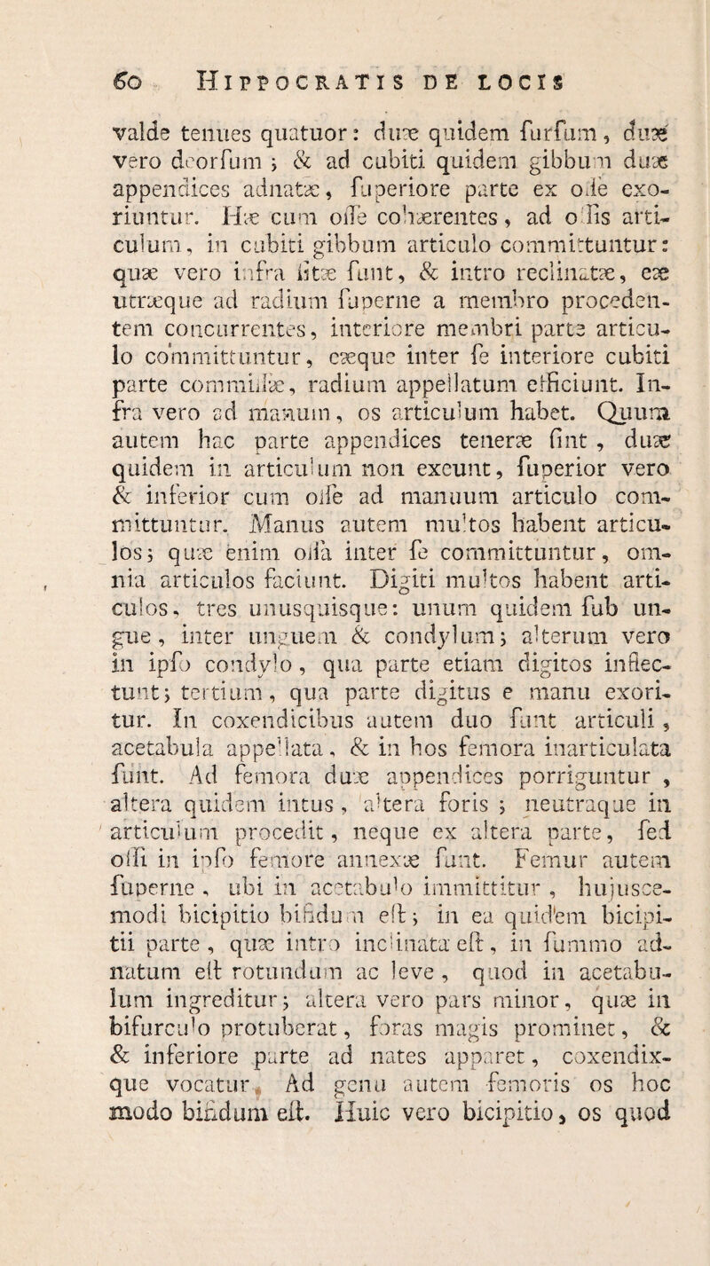 valde tenues quatuor: duae quidem furfum, chm vero deorfum i & ad cubiti quidem gibbum duae appendices adnatae, fuperiore parte ex oie exo¬ riuntur. lix cum oile cohaerentes, ad o lis arti¬ culum, in cubiti gibburn articulo committuntur: Quae vero infra litae funt, & intro reclinatae, eae x litraeque ad radium fuperne a membro proceden¬ tem concurrentes, interiore membri parte articu¬ lo committuntur, eaeque inter fe interiore cubiti parte commiilae, radium appellatum efficiunt. In¬ fra vero ad manuin, os articulum habet. Quum autem hac parte appendices tenerae fint , duae quidem in articulum non exeunt, fuperior vero & inferior cum oife ad manuum articulo com¬ mittuntur. Manus autem multos habent articu¬ los ; quae enim oifa inter fe committuntur, om¬ nia articulos faciunt. Diditi multos habent arti- culos, tres unusquisque: unum quidem fub un¬ gue, inter unguem & condylum; alterum vero In ipfo condylo, qua parte etiam digitos inflec¬ tunt; tertium, qua parte digitus e manu exori¬ tur. In coxendicibus autem duo funt articuli , acetabula appehata, & in bos femora inarticulata funt. Ad femora duae appendices porriguntur , altera quidem intus , 'altera foris ; neutraque in articulum procedit, neque ex altera parte, fed olli in ipfo femore annexae funt. Femur autem fuperne , ubi in acetabuU) immittitur , hujusce¬ modi bicipitio bifidum eft:; in ea quidem bicipi¬ ti! parte, quae intro inclinata eft, in fummo ad- natum eft rotundum ac leve, quod in acetabu¬ lum ingreditur; altera vero pars minor, quas in bifurculo protuberat, foras magis prominet, & & inferiore parte ad nates apparet, coxendix¬ que vocatur, Ad genu autem femoris os hoc modo bifidum eft. Huic vero bicipitio, os quod