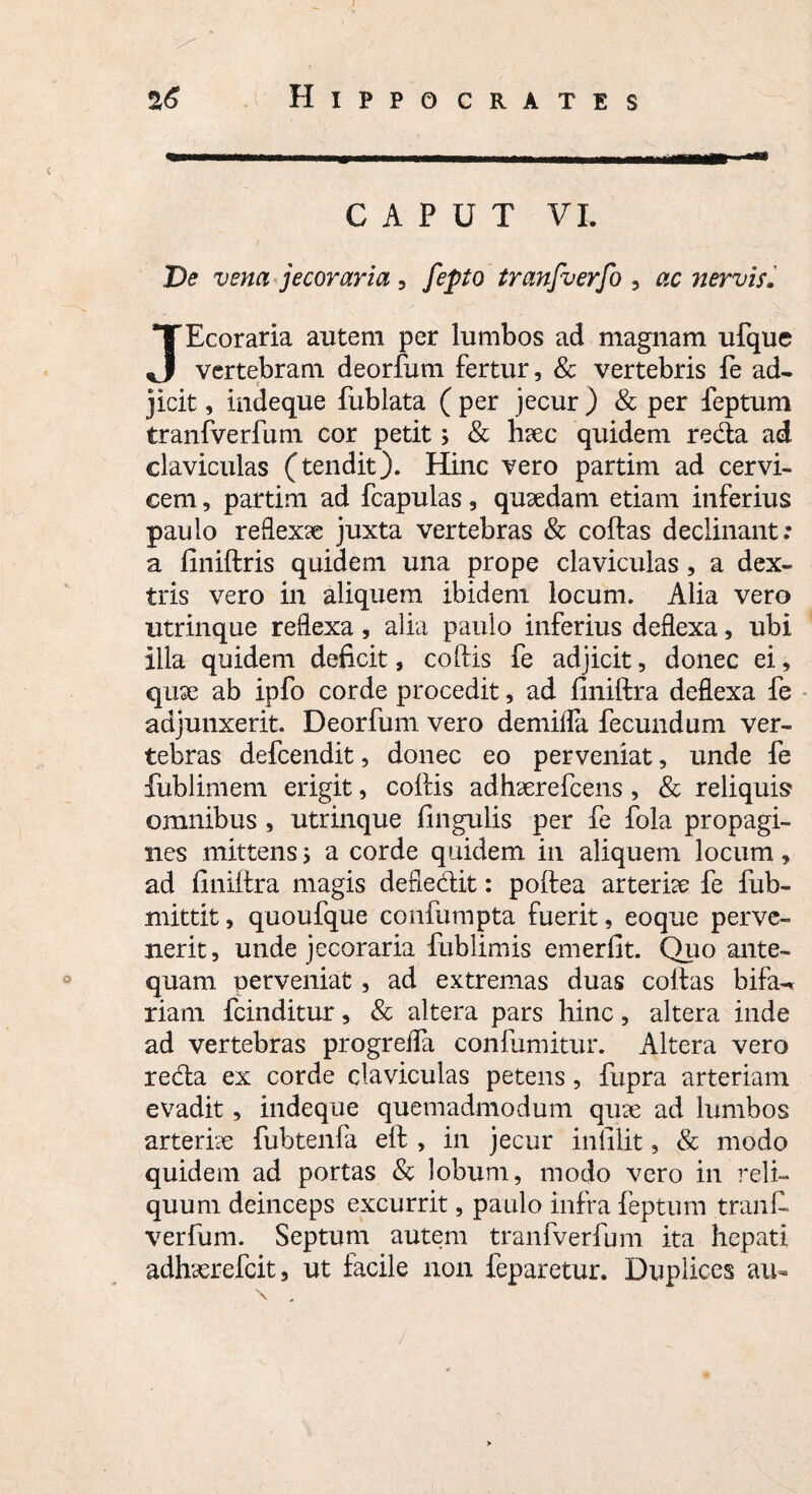 CAPUT VI. De vena jecor ari a , fepto tranjverfo , ac nervis. JEcoraria autem per lumbos ad magnam ufque vertebram deorfum fertur, & vertebris fe ad¬ jicit , indeque fublata ( per jecur ) & per feptum tranfverfum cor petit; & h?ec quidem reda ad claviculas (tendit). Hinc vero partim ad cervi¬ cem , partim ad fcapulas, qusedam etiam inferius paulo reflexae juxta vertebras & coftas declinant: a finiftris quidem una prope claviculas , a dex¬ tris vero in aliquem ibidem locum. Alia vero utrinque reflexa, alia paulo inferius deflexa, ubi illa quidem deficit, coftis fe adjicit, donec ei, quae ab ipfo corde procedit, ad finiftra deflexa fe adjunxerit. Deorfum vero demiifa fecundum ver¬ tebras defcendit, donec eo perveniat, unde fe fublimem erigit, colfis adhaerefcens, & reliquis? omnibus , utrinque fingulis per fe fola propagi¬ nes mittens\ a corde quidem in aliquem locum, ad finiftra magis defledit: poftea arteriae fe fub- mittit, quoufque confumpta fuerit, eoque perve¬ nerit, unde jecoraria fublimis emerfit. Quo ante¬ quam perveniat, ad extremas duas coftas bifa-* riam fcinditur, & altera pars hinc, altera inde ad vertebras progreffa confumitur. Altera vero reda ex corde claviculas petens, fupra arteriam evadit, indeque quemadmodum quse ad lumbos arterhe fubtenfa eft , in jecur infilit, & modo quidem ad portas & lobum, modo vero in reli¬ quum deinceps excurrit, paulo infra feptum tranft verfum. Septum autem tranfverfum ita hepati adhcerefcit, ut facile non feparetur. Duplices au-