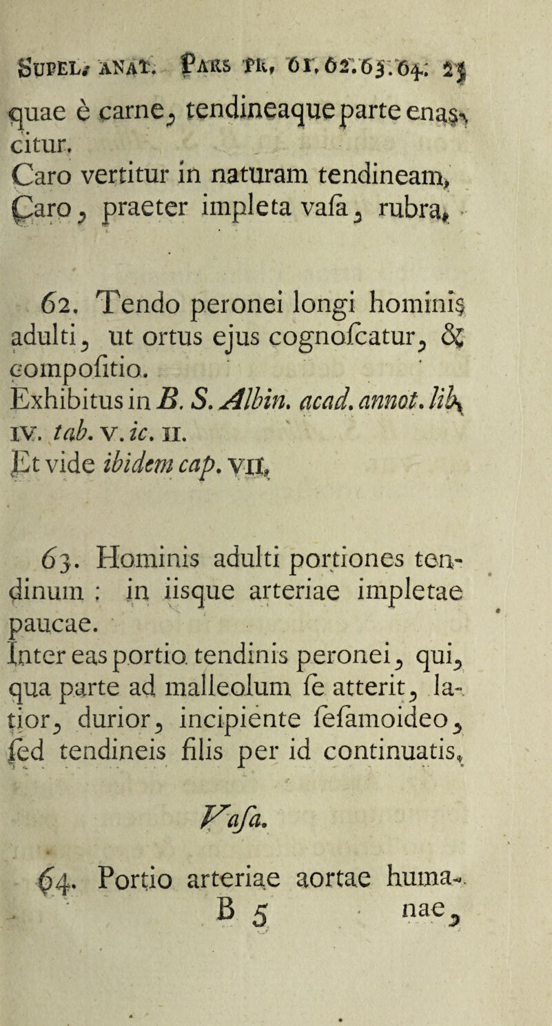 quae e carne, tendineaque parte ena§% citur. Caro vertitur in naturam tendineam» Qaro, praeter impleta vafa, rubra» 62. Tendo peronei longi hominis adulti, ut ortus ejus cognolcatur, eompofitio. Exhibitus in B. S. Albin. acad. annot. liby iv. tab. v. ic. 11. |£t vide ibidem cap. vit» 63. Hominis adulti portiones ten¬ dinum ; in iisque arteriae impletae paucae. .Uter eas portio tendinis peronei, qui, qua parte ad malleolum fe atterit, la¬ tior, durior, incipiente fefamoideo, |ed tendineis filis per id continuatis» £4. Portio arteriae aortae huma-. • B 5 nae