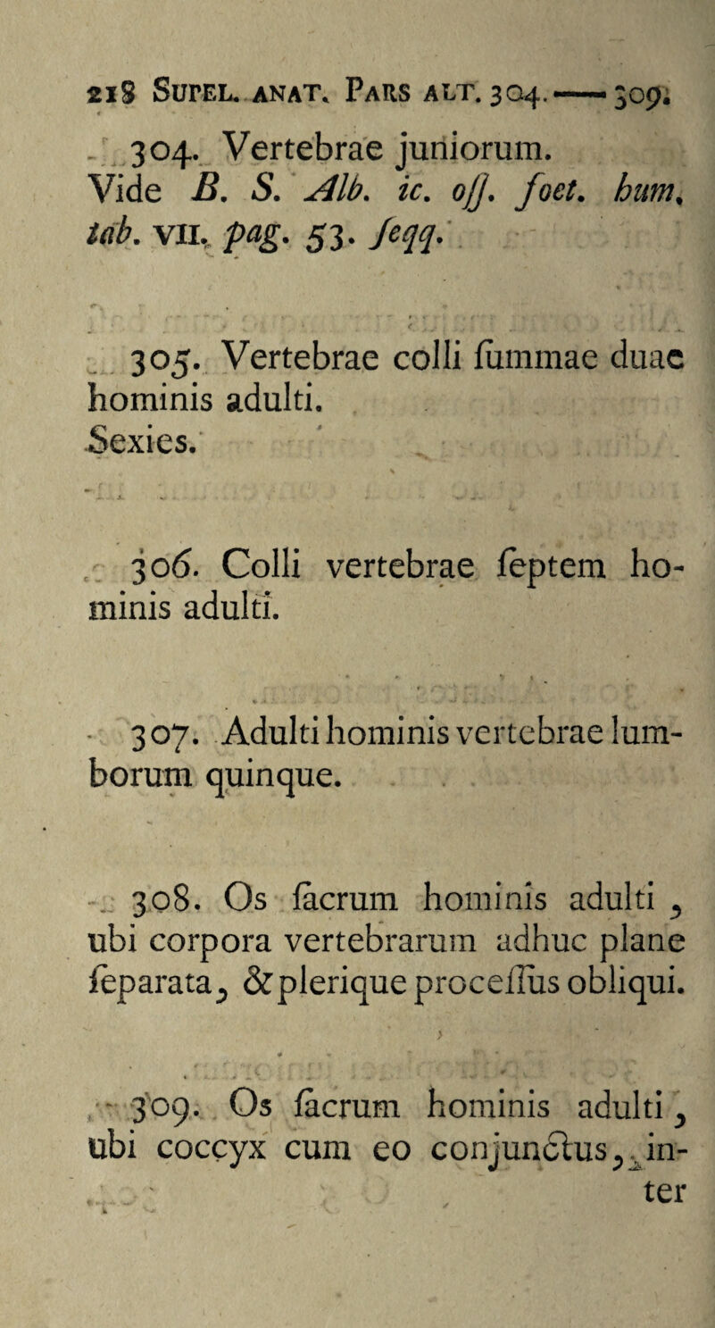 2iS SurEL. anat* Pars alt. 304.——309; 304. Vertebrae juniorum. Vide B. S. Alb. ic. ojj. joet. bum, tab. vil. pag. 53. Jeqq. 1 • 'V 305. Vertebrae colli fummae duae hominis adulti. Sexies.' 306. Colli vertebrae leptem ho minis adulti. • 307. Adulti hominis vertebrae lum¬ borum quinque. 308. Os lacrum hominis adulti 5 ubi corpora vertebrarum adhuc plane leparata^ &plerique proceiliis obliqui. 309. Os facrum hominis adulti, ubi coccyx cum eo conjunctus 5iin- . ■ ; ter